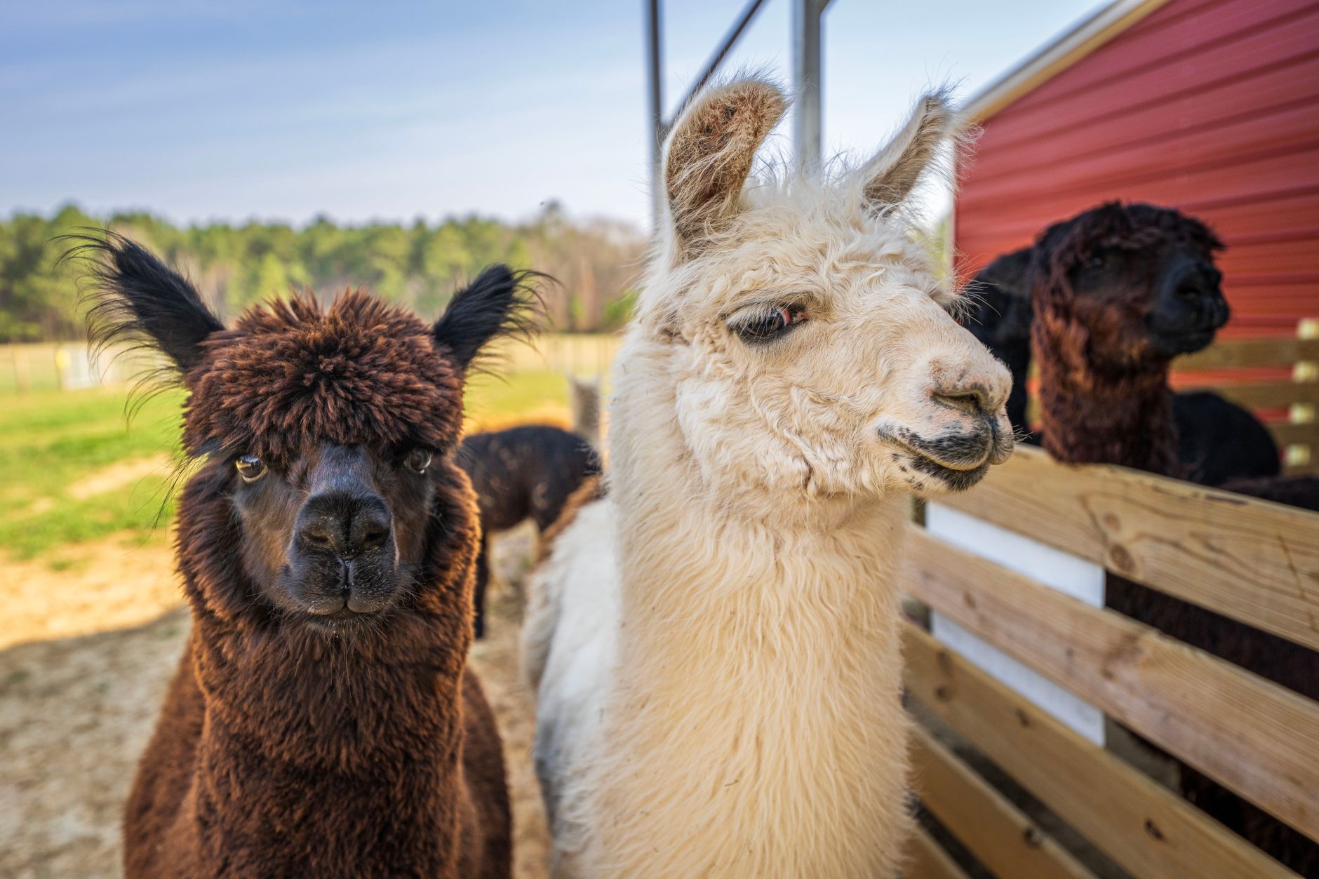 Alpaca advice for beginners