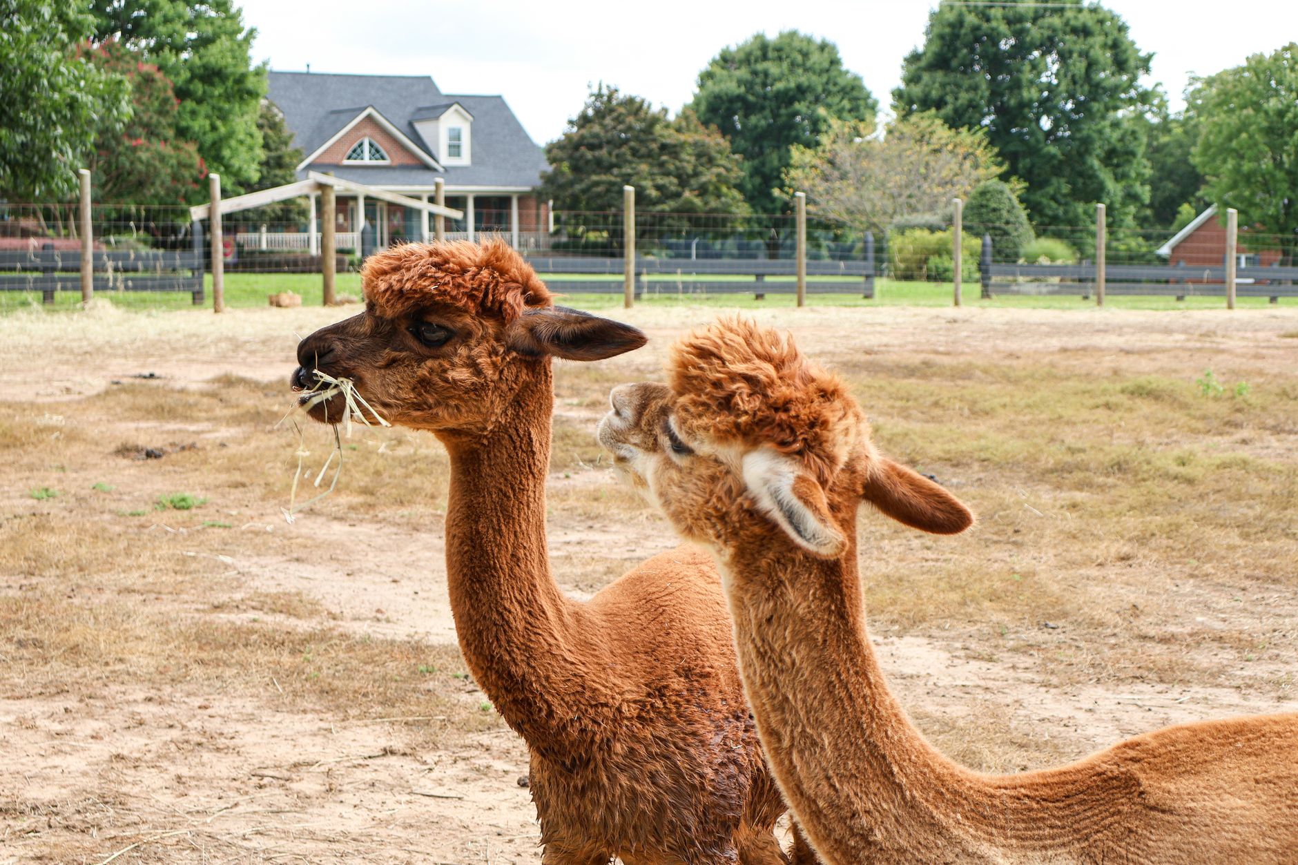 Alpaca care for beginners