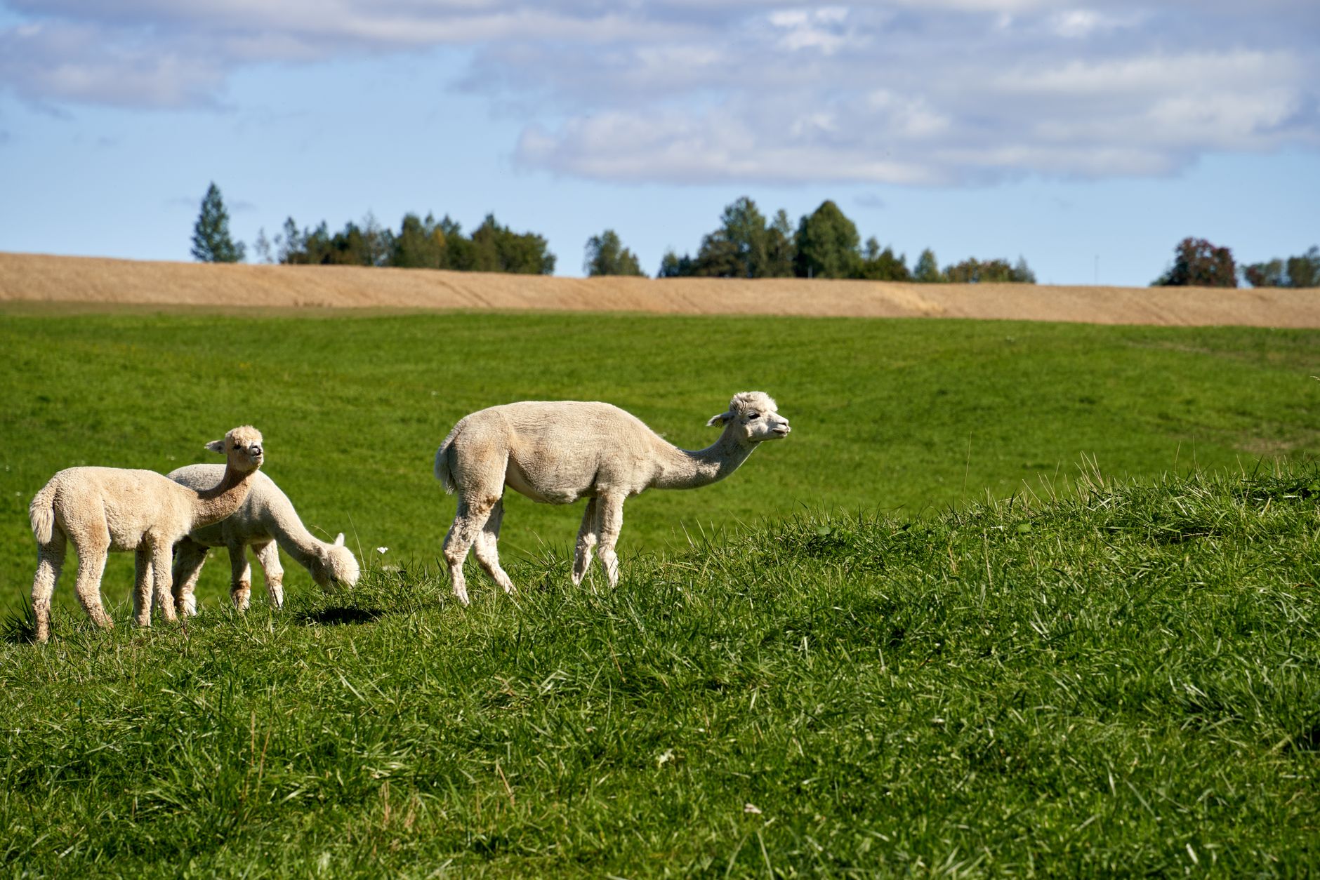 Alpaca fiber vs merino wool