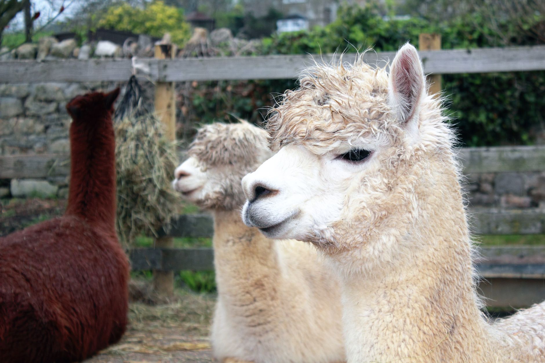 Alpaca vs llama care