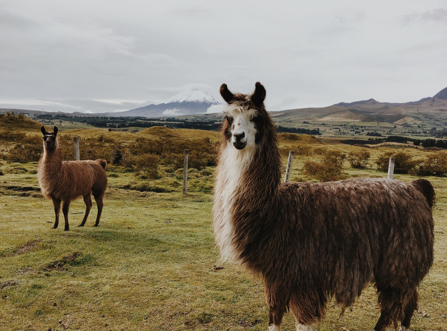 Alpacas vs camels
