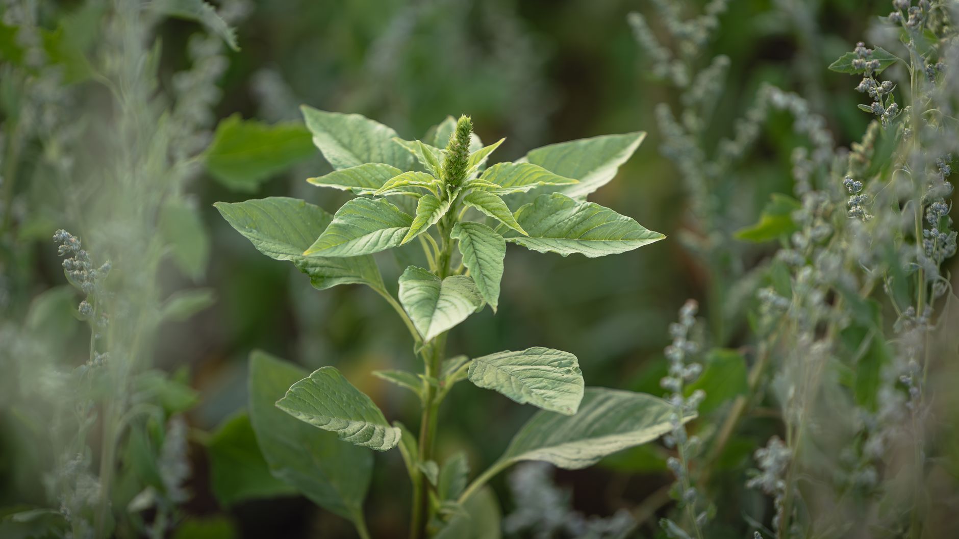 Amaranth vs amaranthus