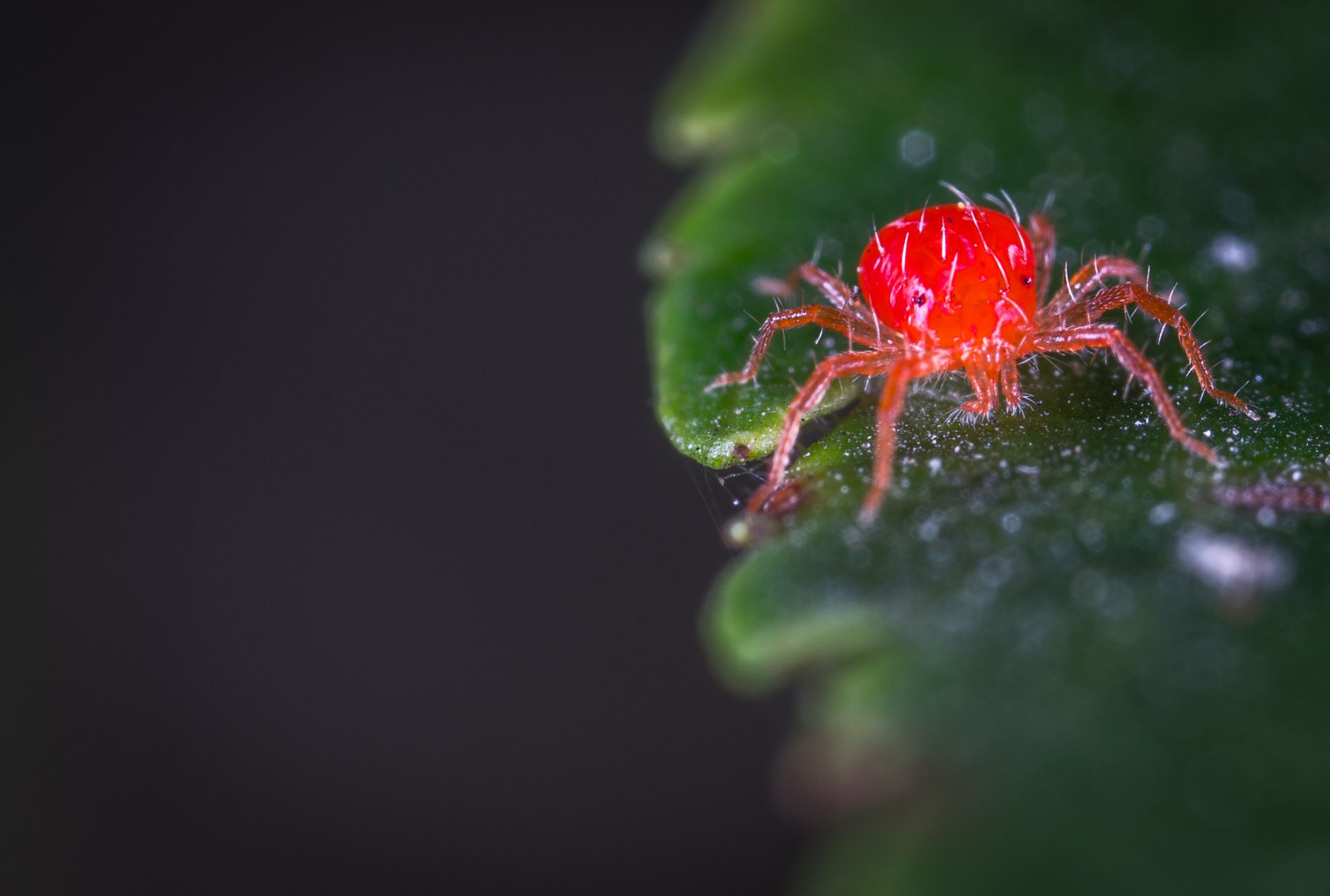 Aphids vs spider mites
