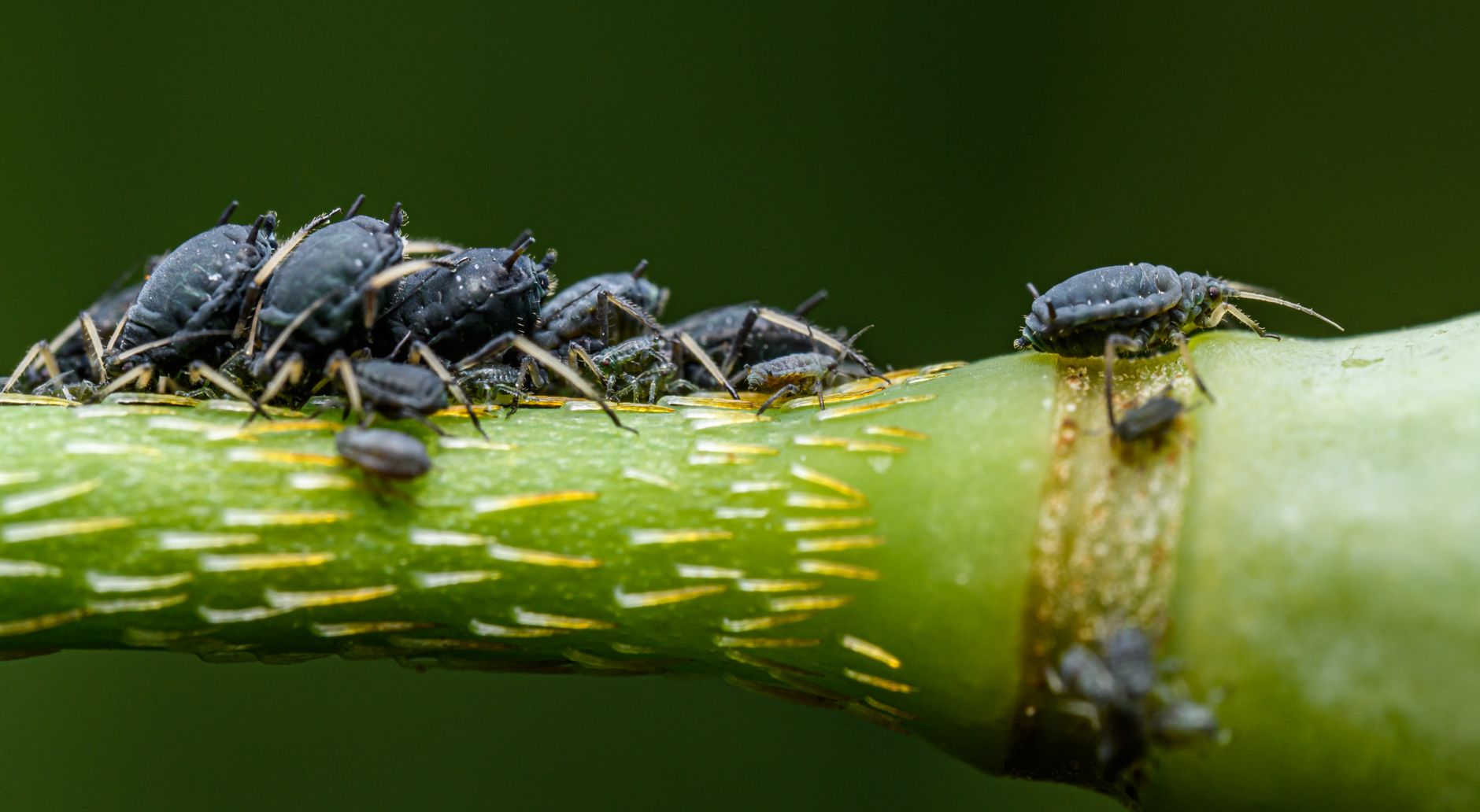 Aphids vs thrips