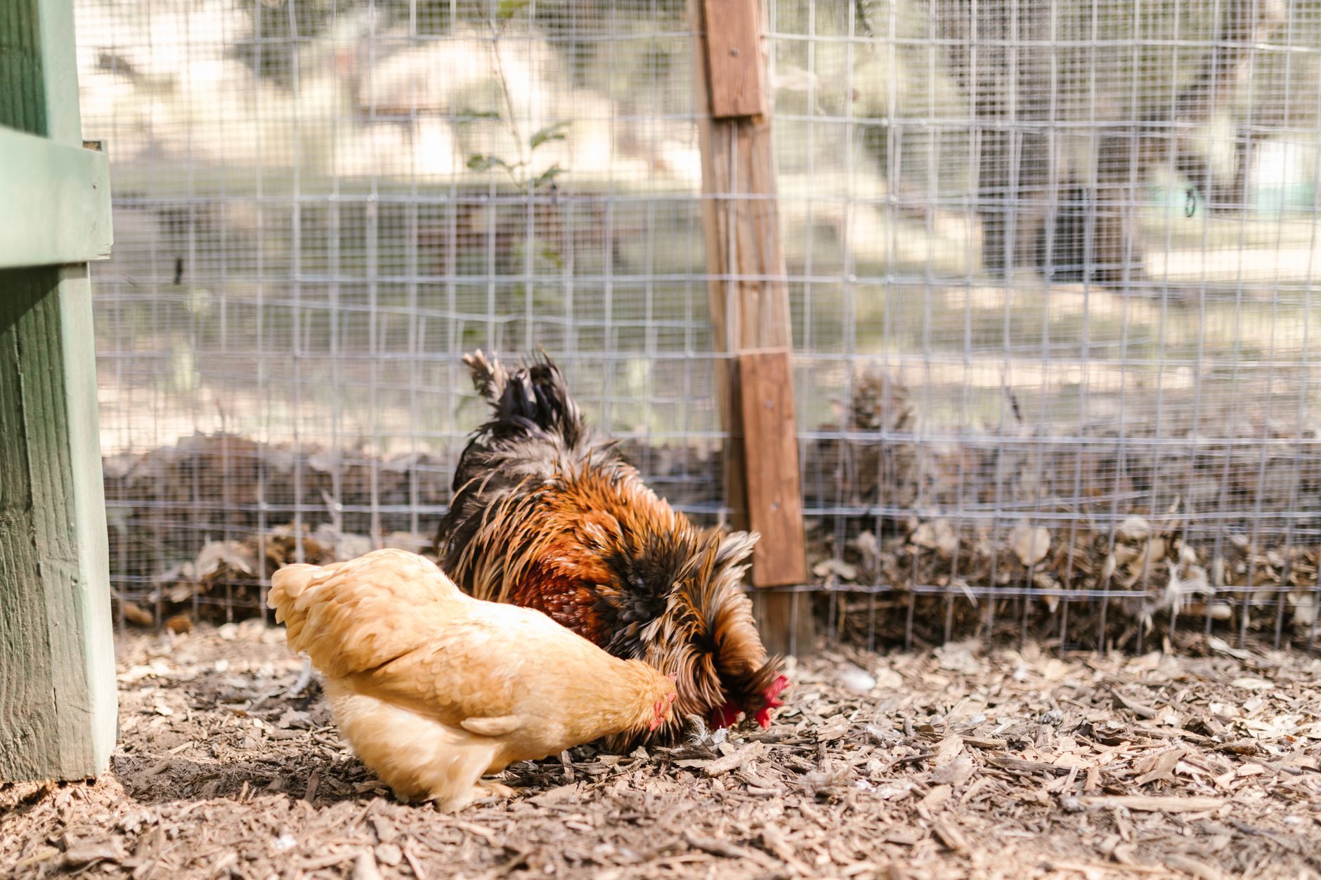 Close-up of chickens foraging in a sunny outdoor farmyard, highlighting their natural behavior.