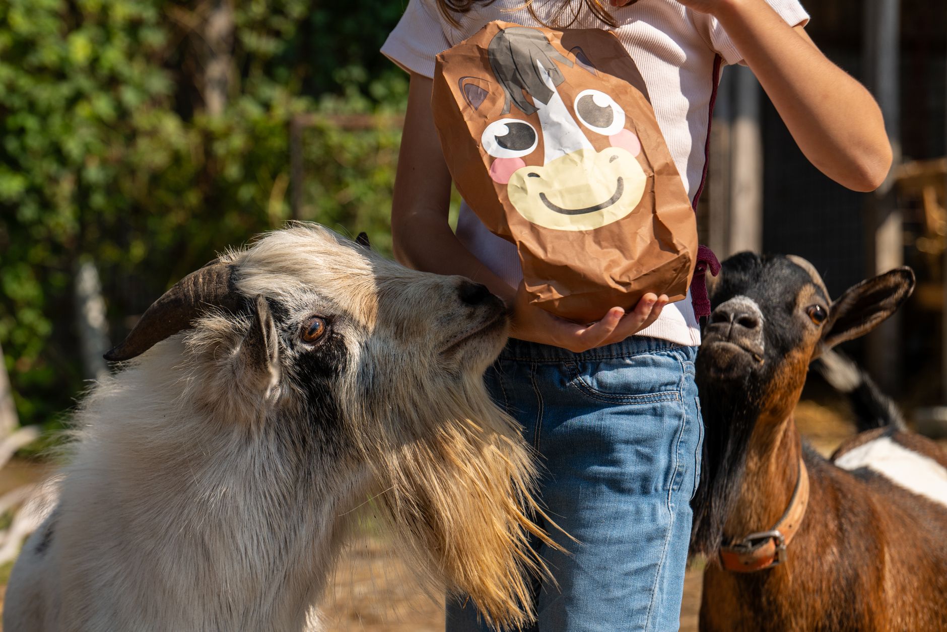 Backyard goats for beginners