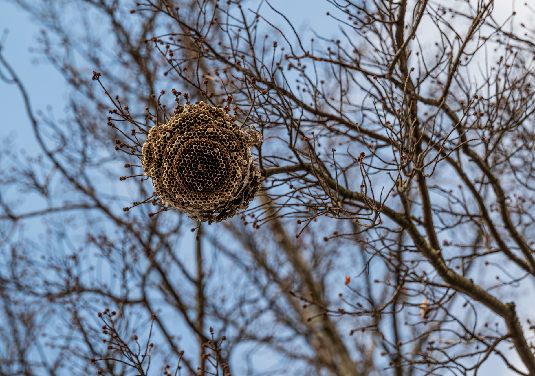 Low angle view of a wasp nest in a leafless tree, showcasing natural textures against a clear sky.