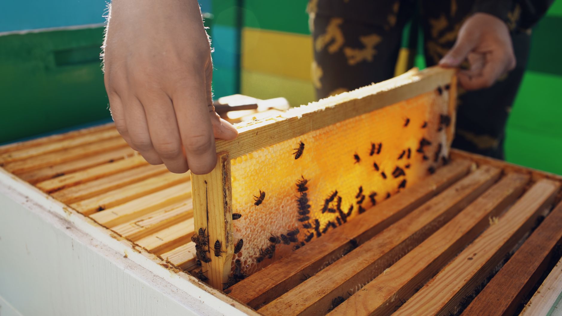 Beehive resources for beginners
