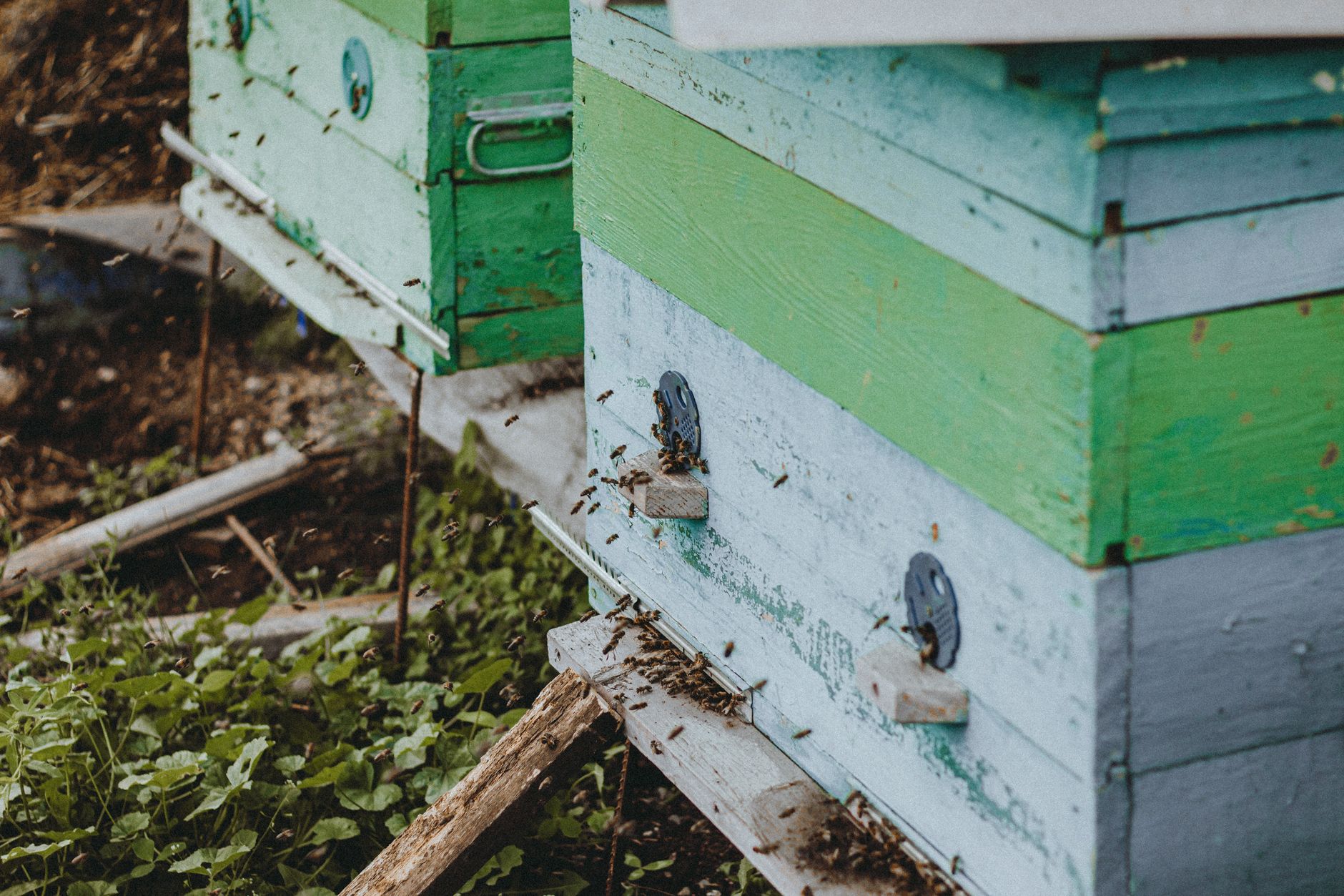 Beehive vs bee hive