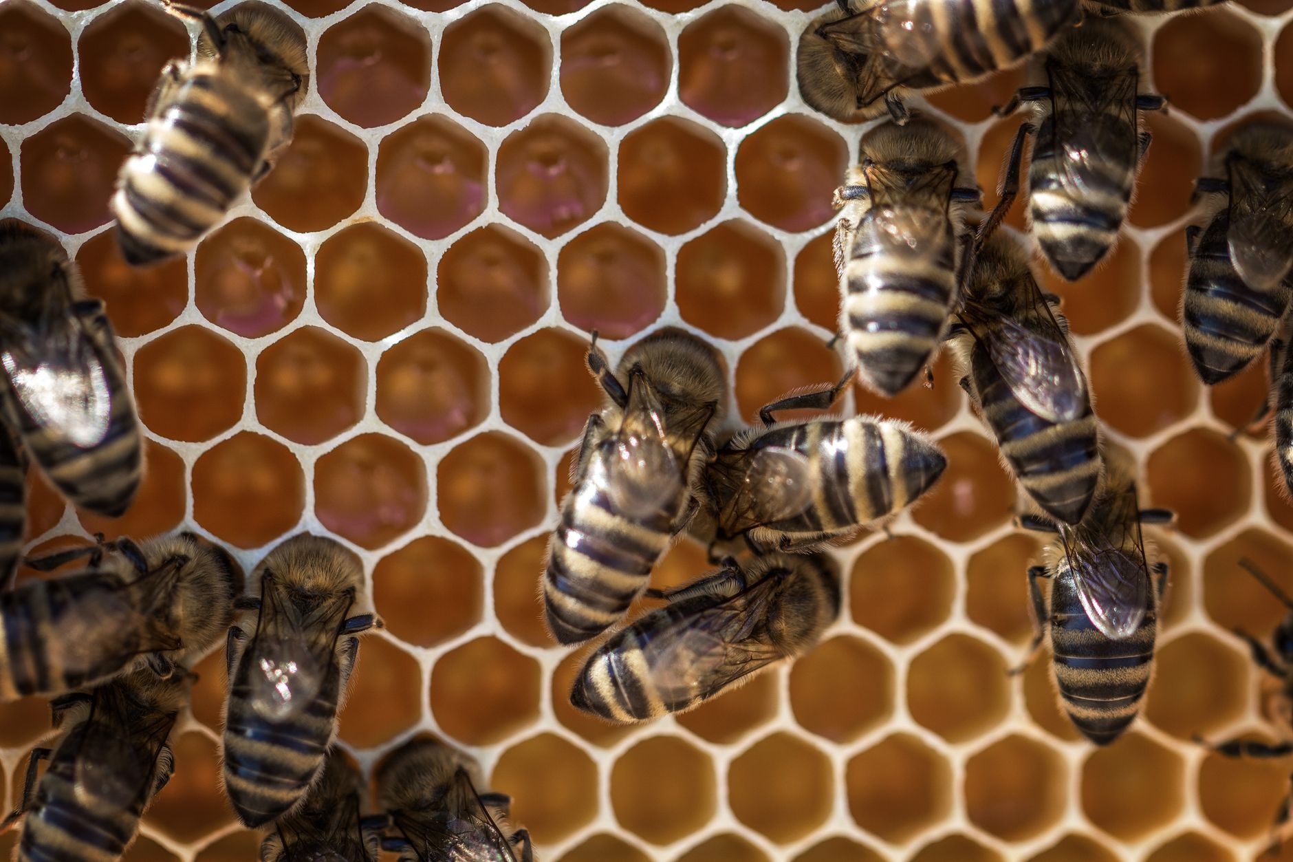 Beehive vs bee nest minecraft