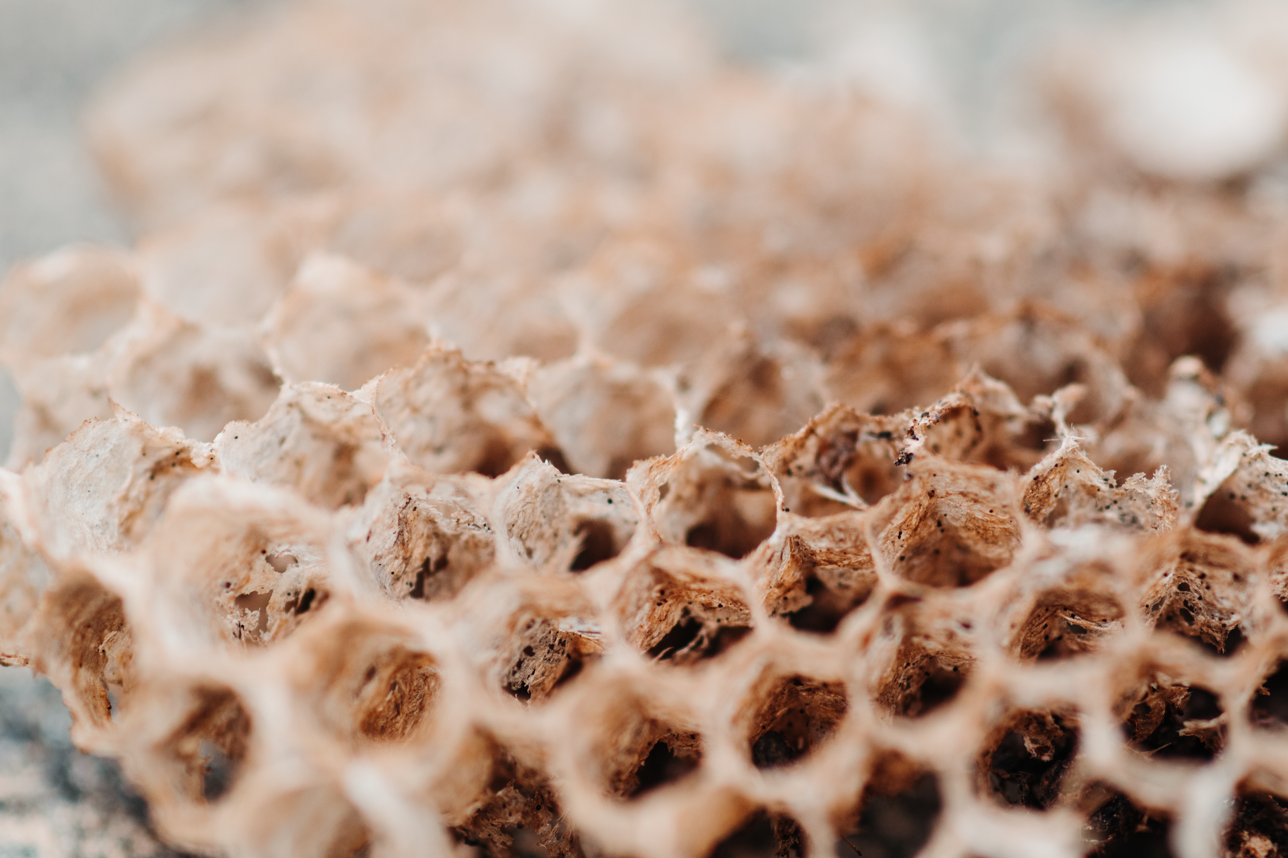 Beehive vs bee nest