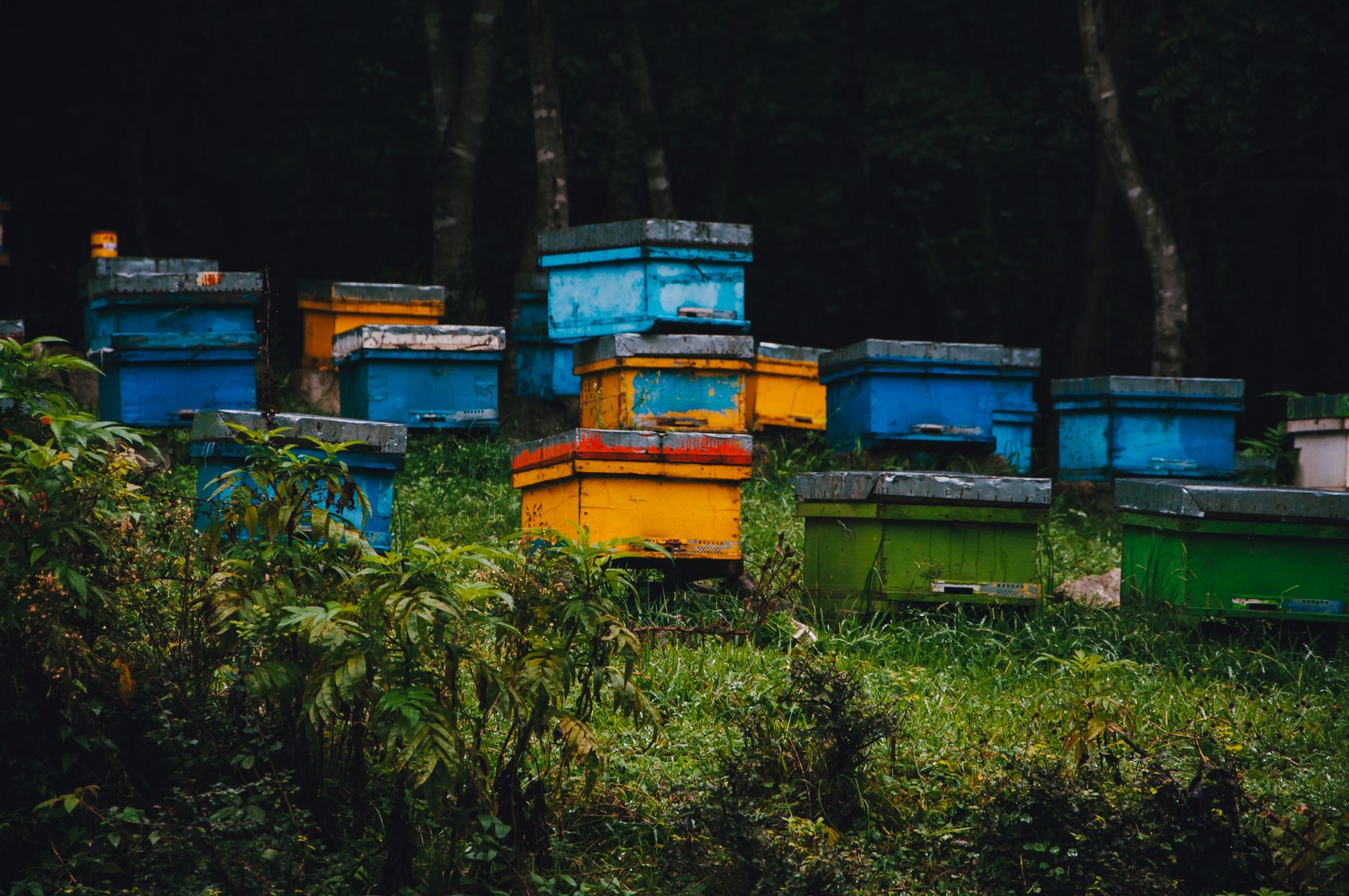 Beehive vs convertkit