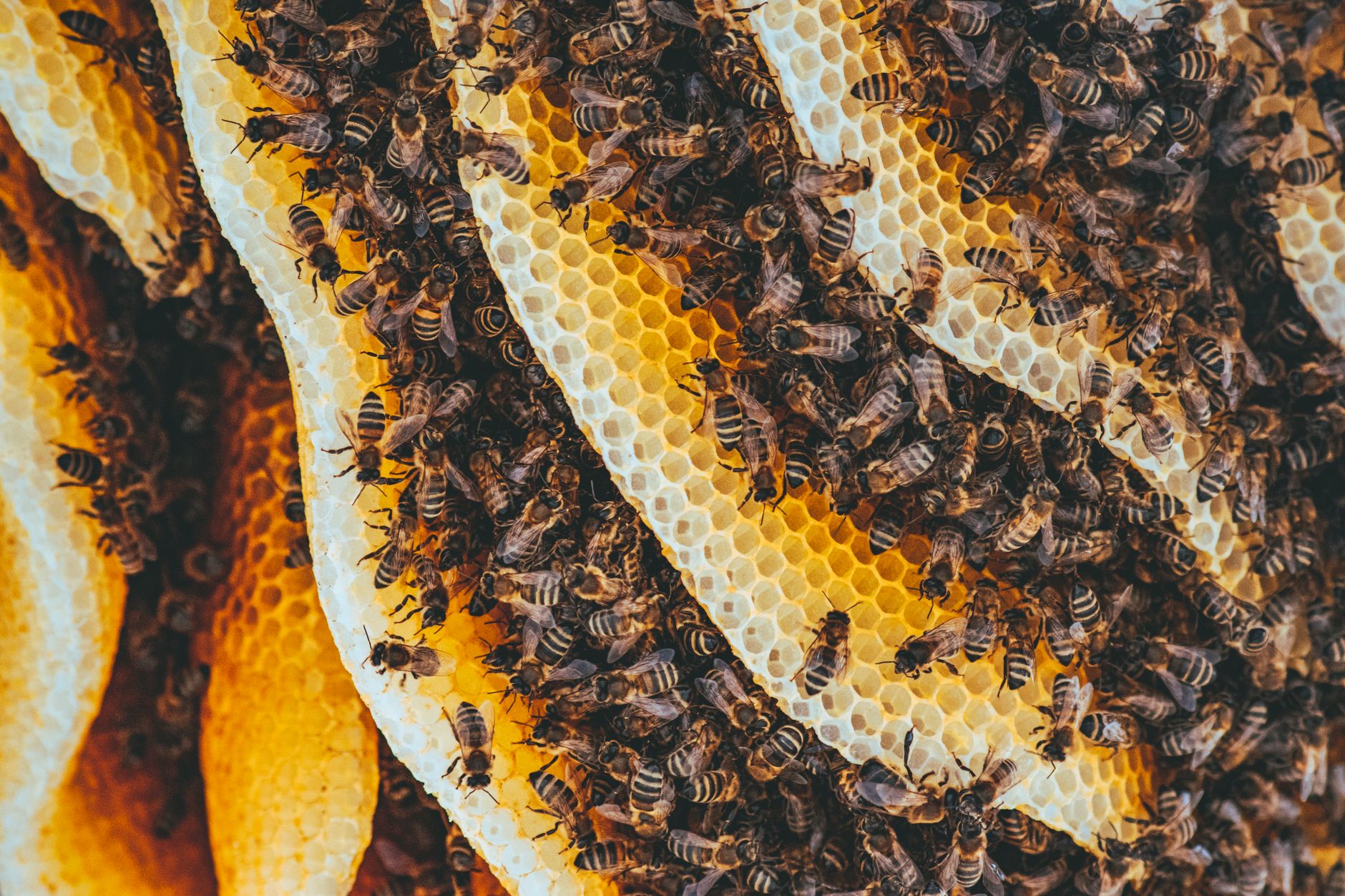Beehive vs honeycomb