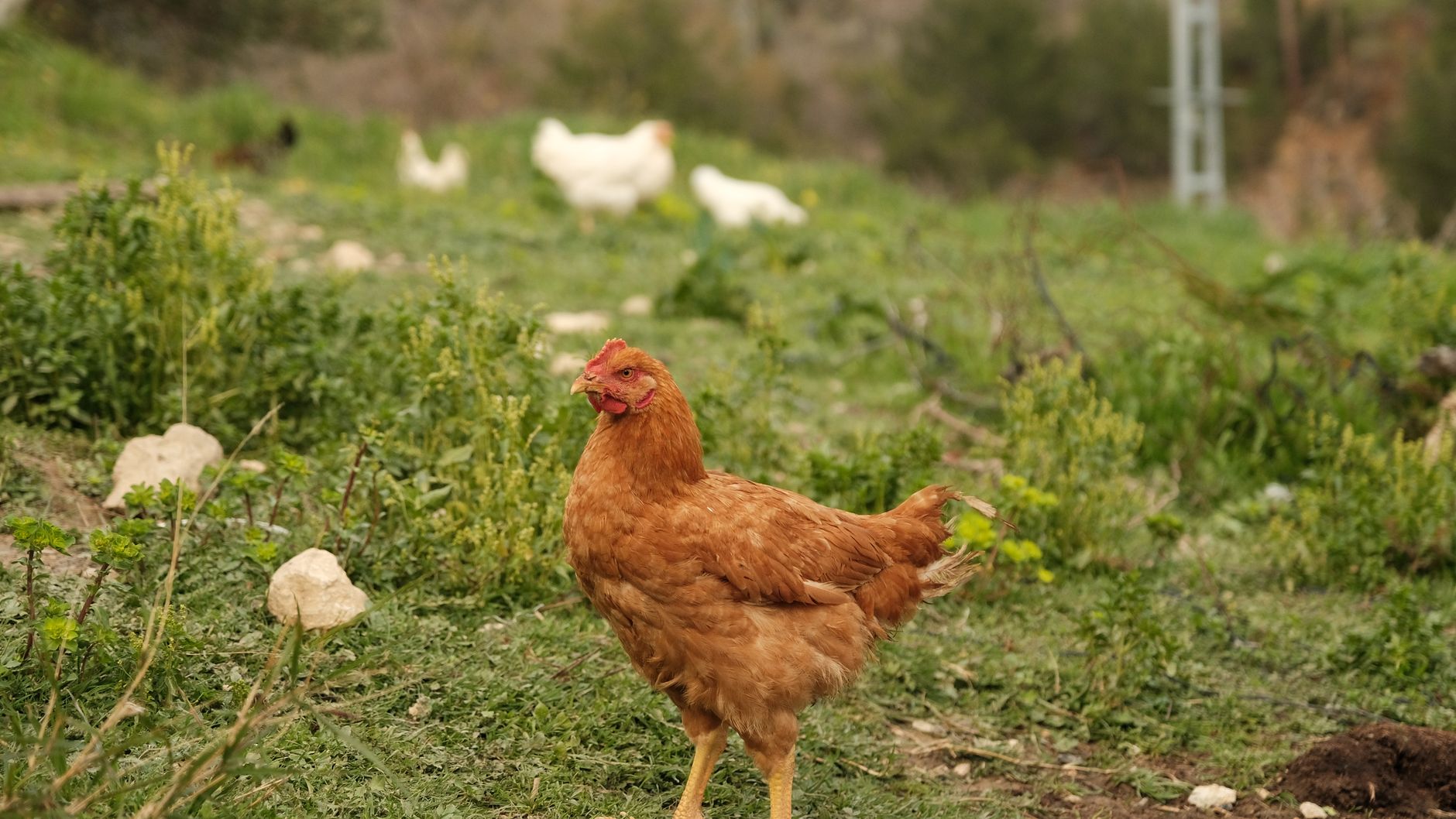 Best backyard chickens for beginners