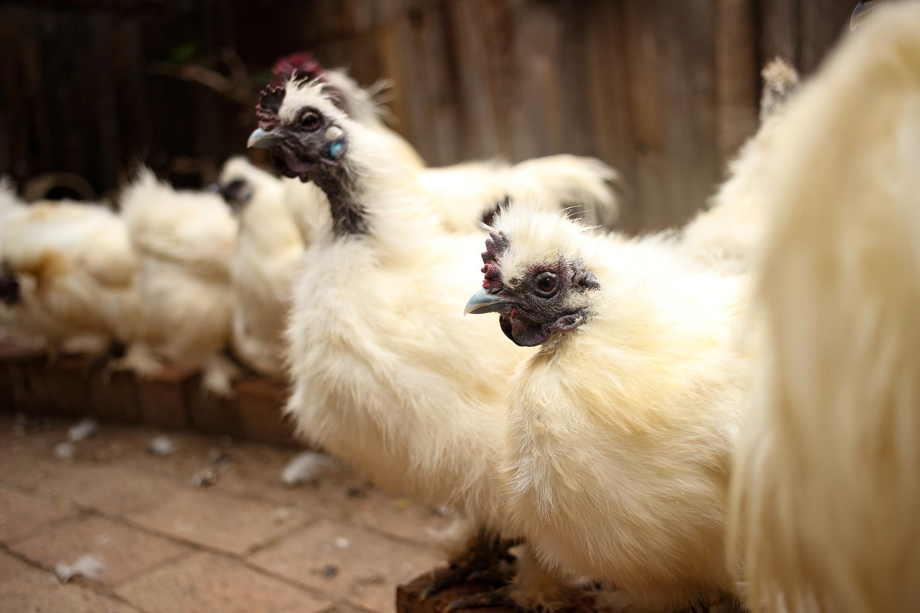 A group of Silkie chickens with distinctive fluffy feathers inside a chicken coop.