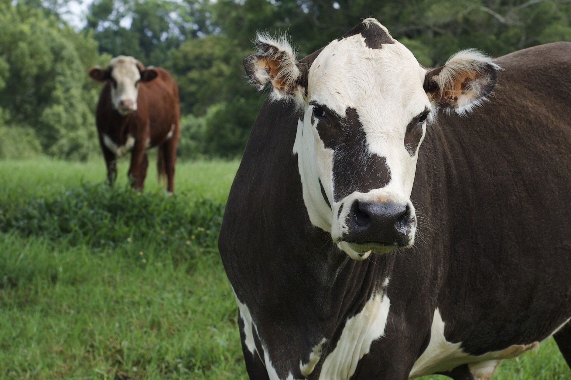 Best cattle breeds for beginners