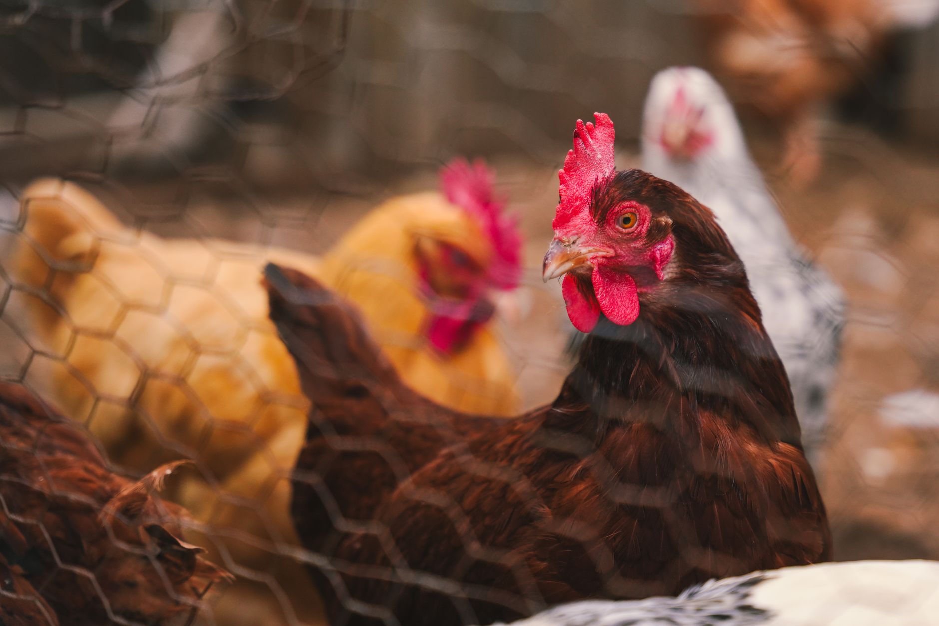 Best chickens for beginners
