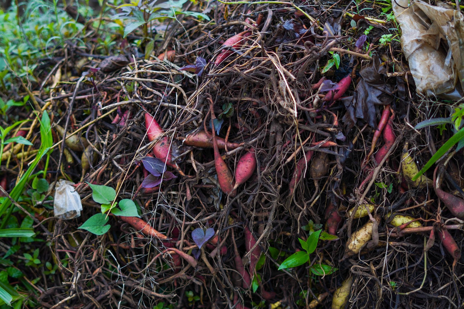 Best compost