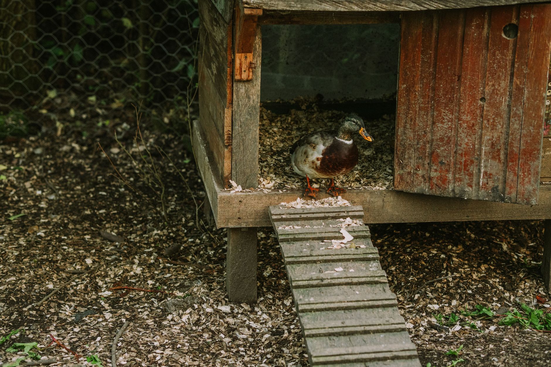 Best coop for ducks