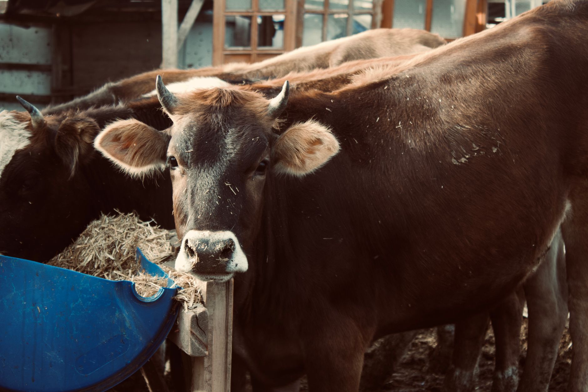Best cows for beginners