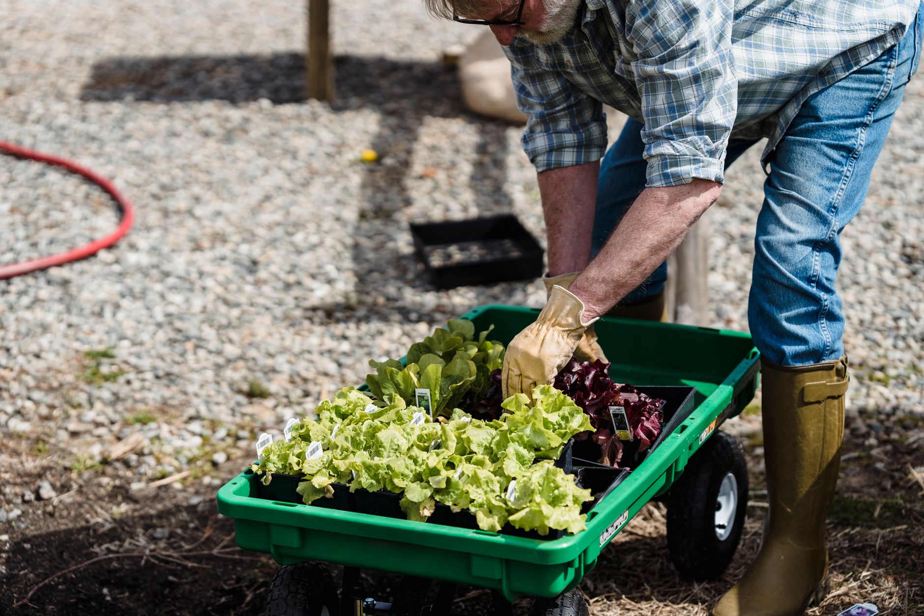 A gardener carefully plants lettuce seedlings in a green garden cart outdoors.