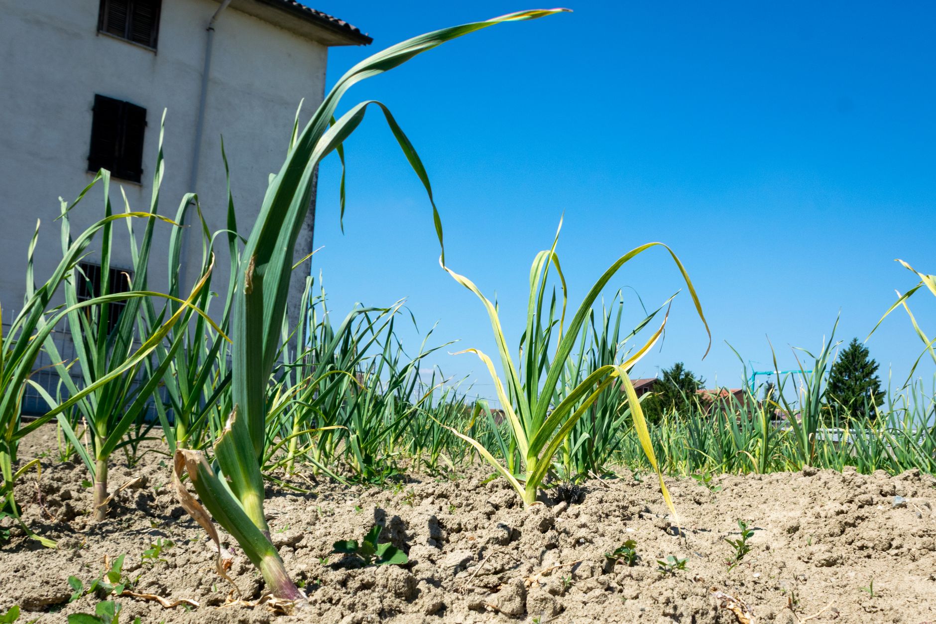 Best days to plant below ground crops