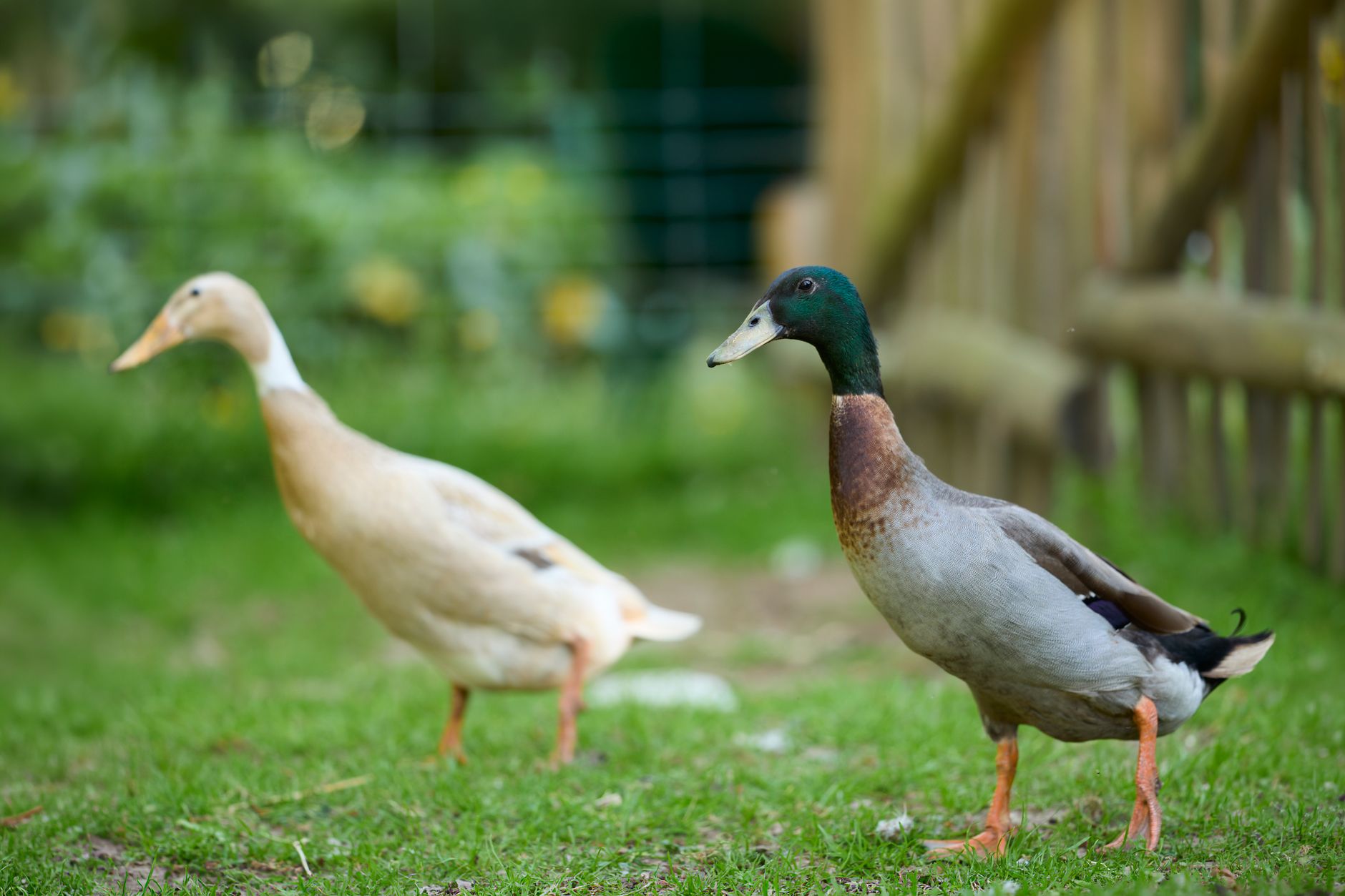 Two Indian Runner ducks walking gracefully on green grass in a vibrant garden.