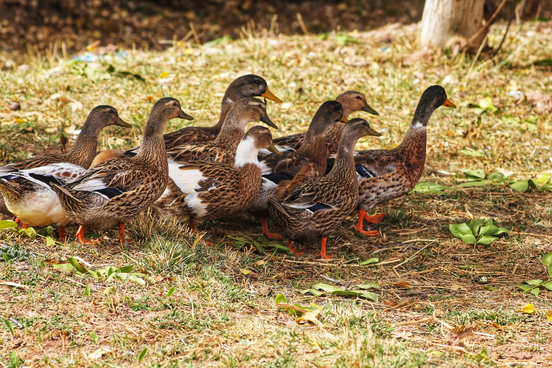 A flock of ducks foraging on grassy ground during daylight under trees.