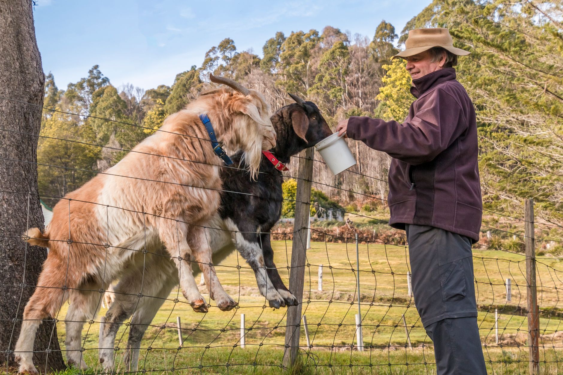 Best farm stay in tasmania
