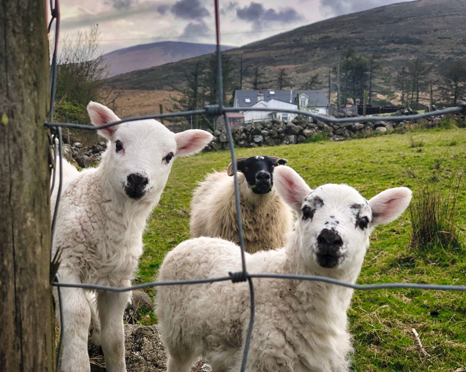 Cute lambs in Omeath, Ireland, with rolling hills and a farmhouse backdrop.