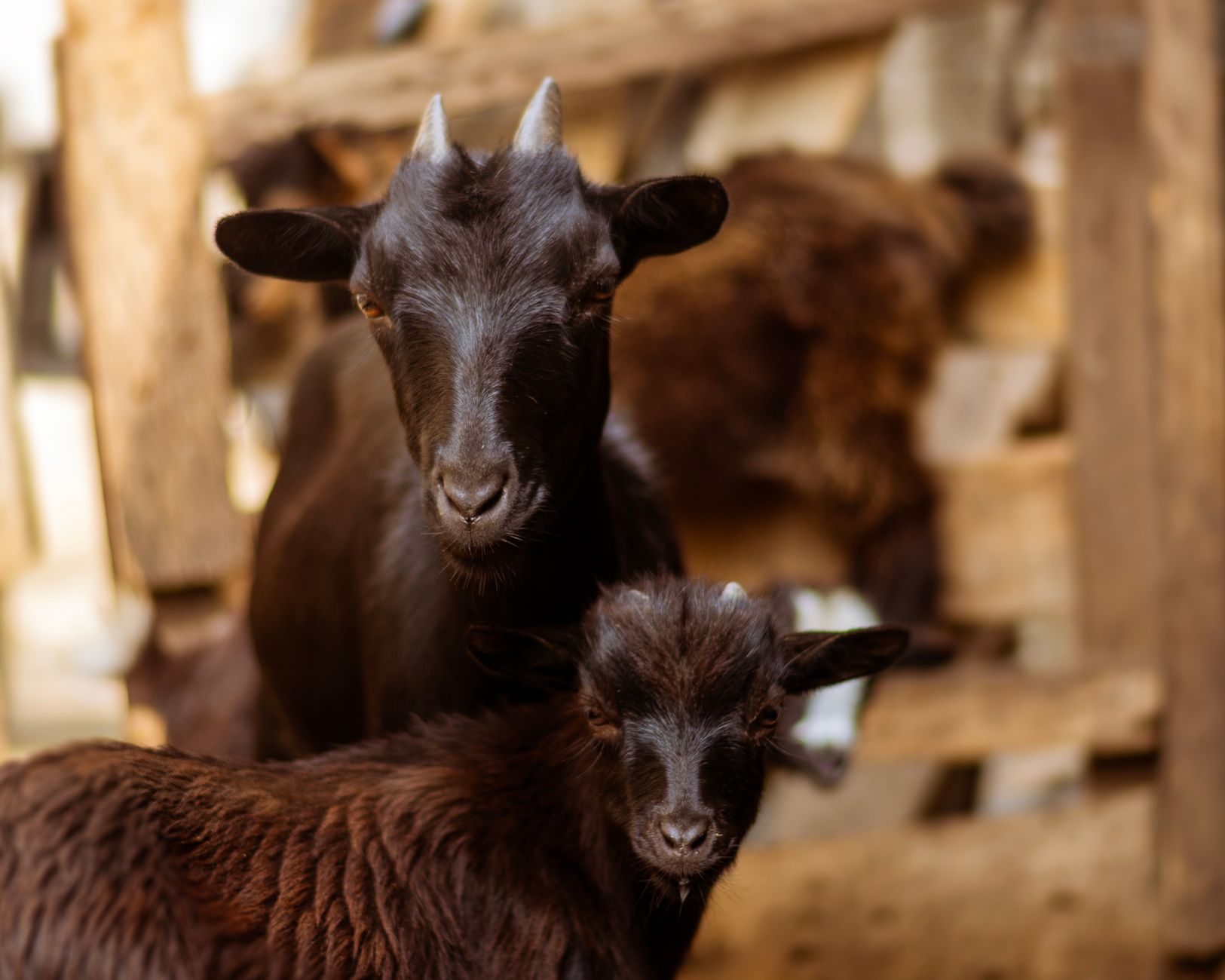 Best feed for nigerian dwarf goats