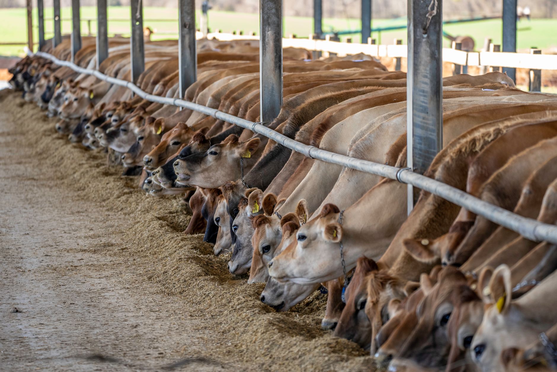 Best feeds for dairy cows