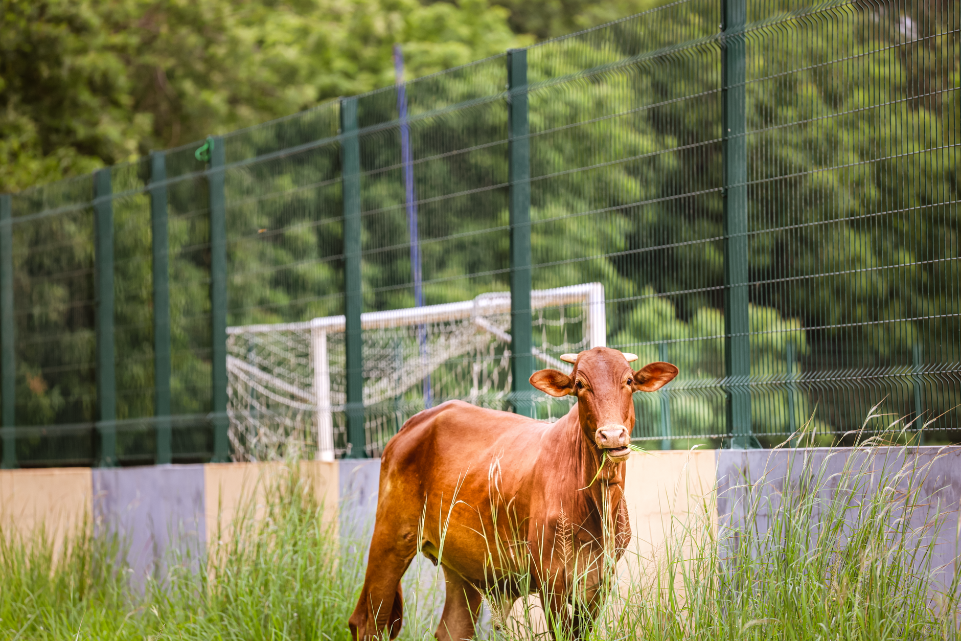 Best fence for cattle farming