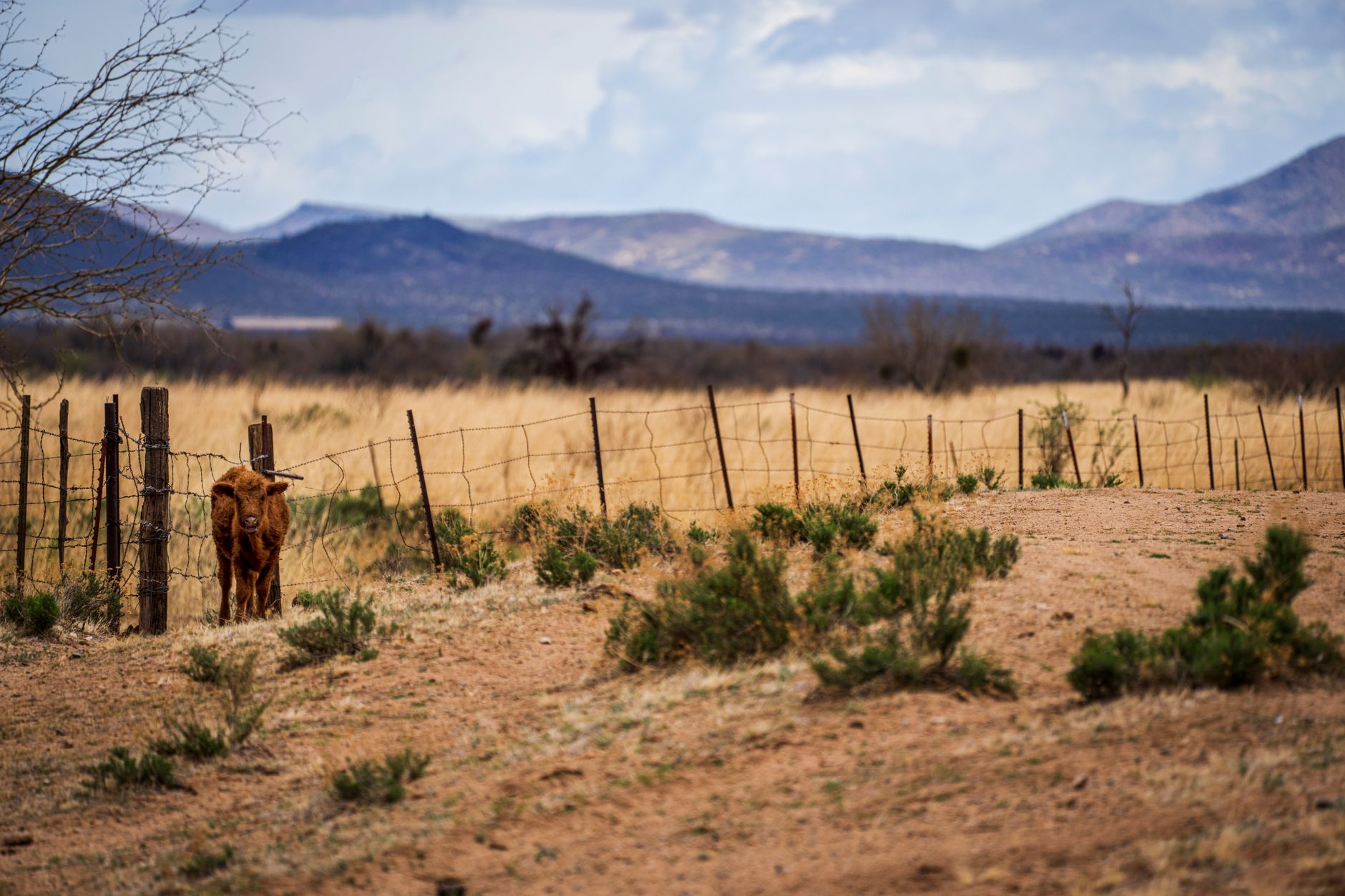 A lone calf stands by a fence in a vast desert landscape under a cloudy sky.