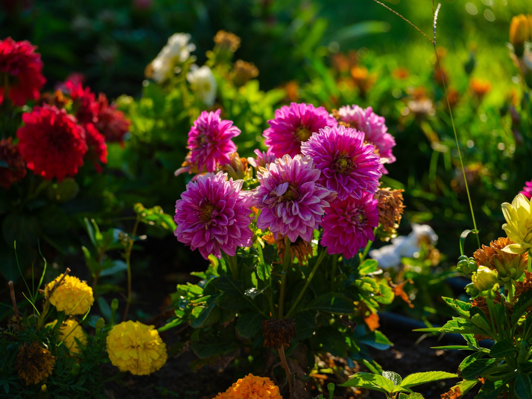 Best fertilizer for dahlias
