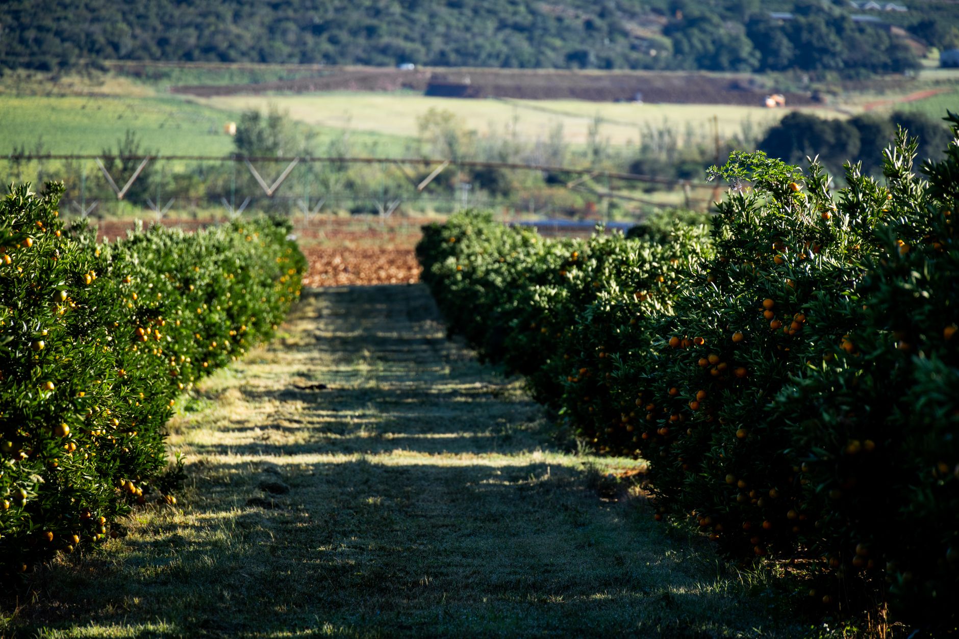 Best fertilizer for orange trees