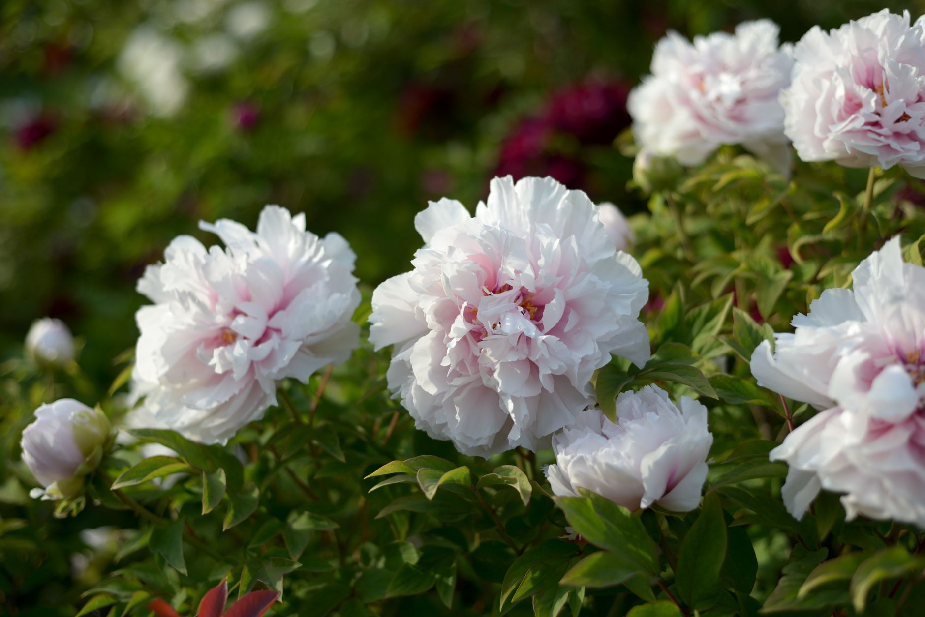 Best fertilizer for peonies