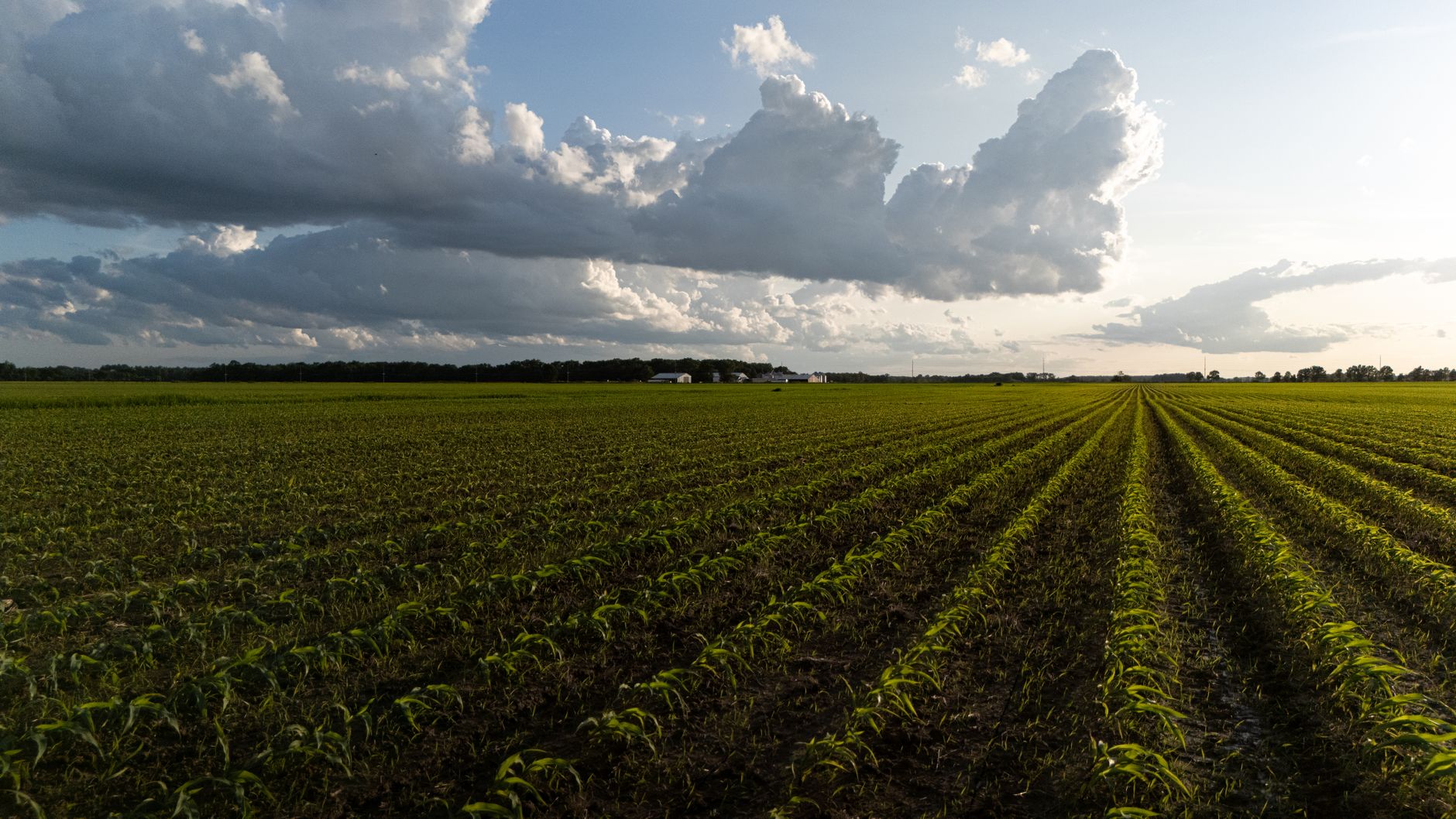 Expansive cornfield under a dramatic sky at sunset, showcasing the beauty of agriculture.
