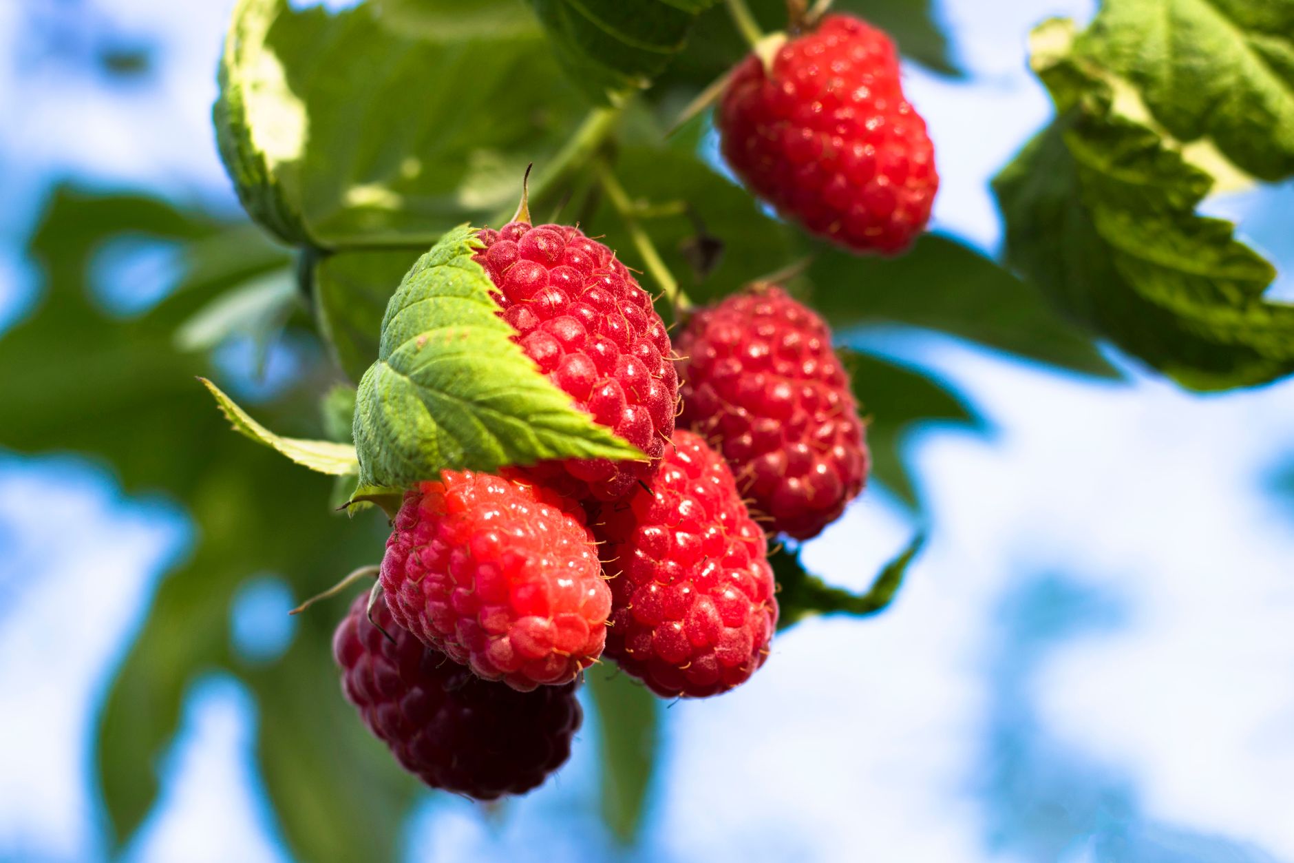 Close-up of ripe red raspberries hanging on a branch with fresh green leaves, basking in the sunlight.