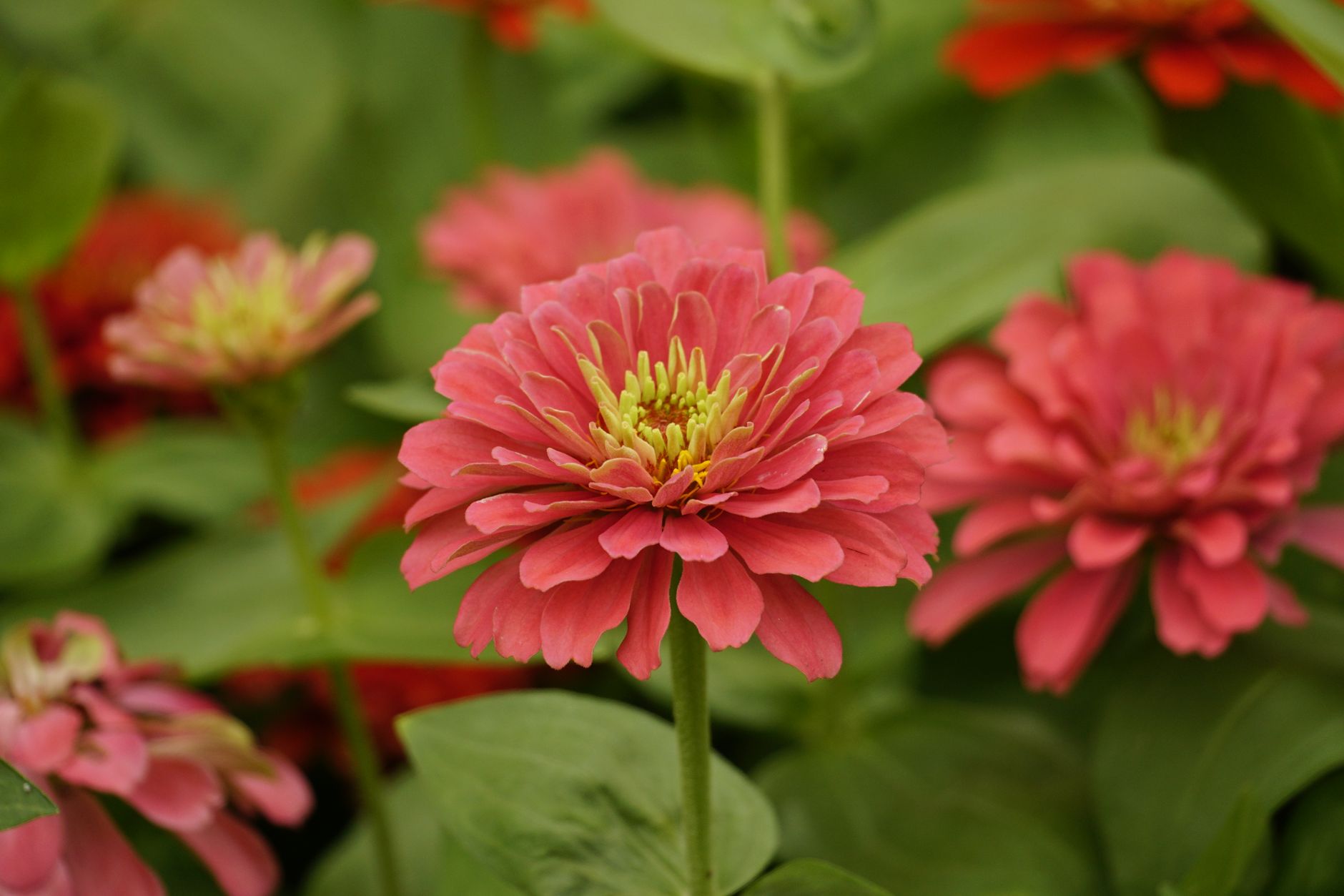 Best fertilizer for zinnias