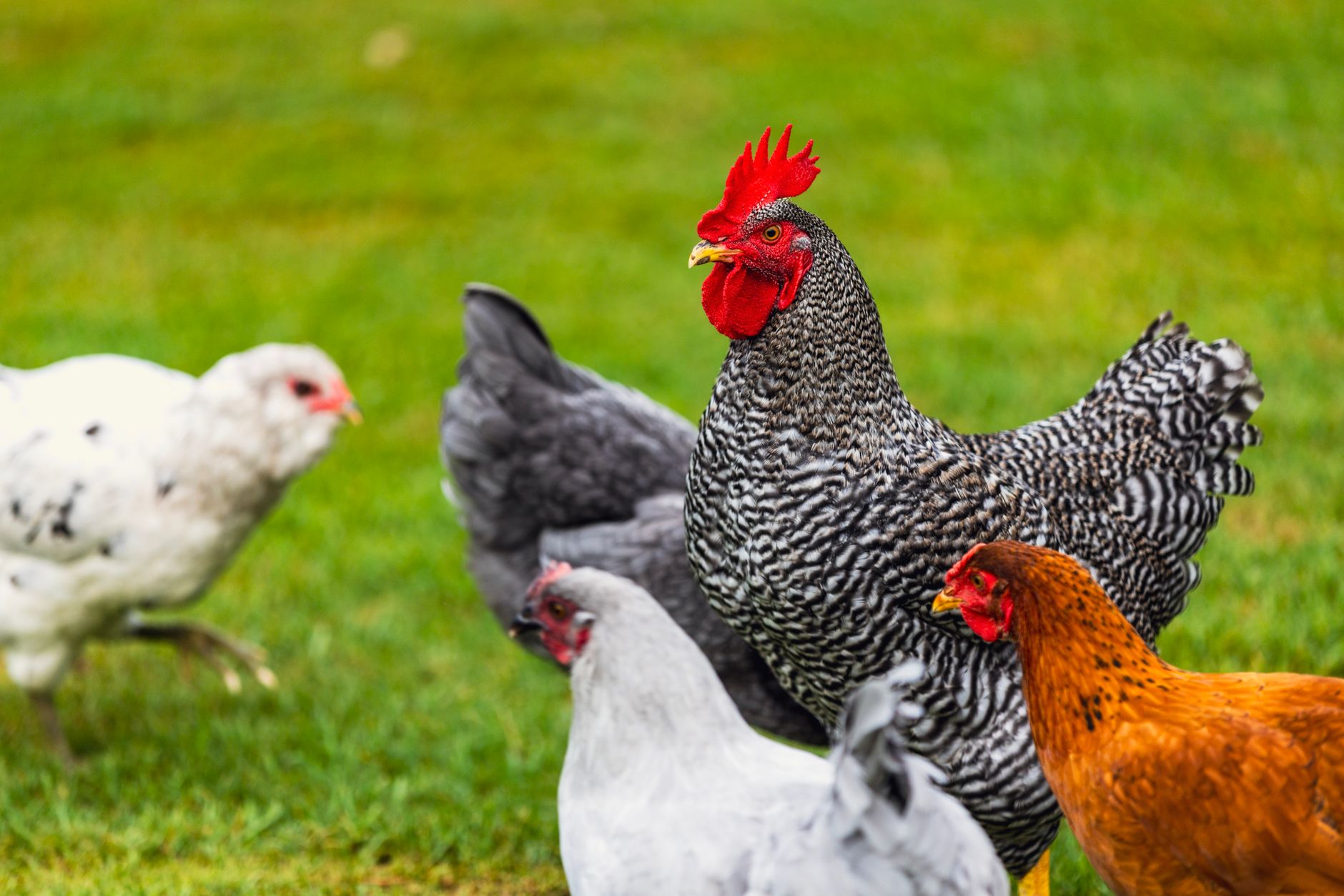 Best laying chickens for beginners