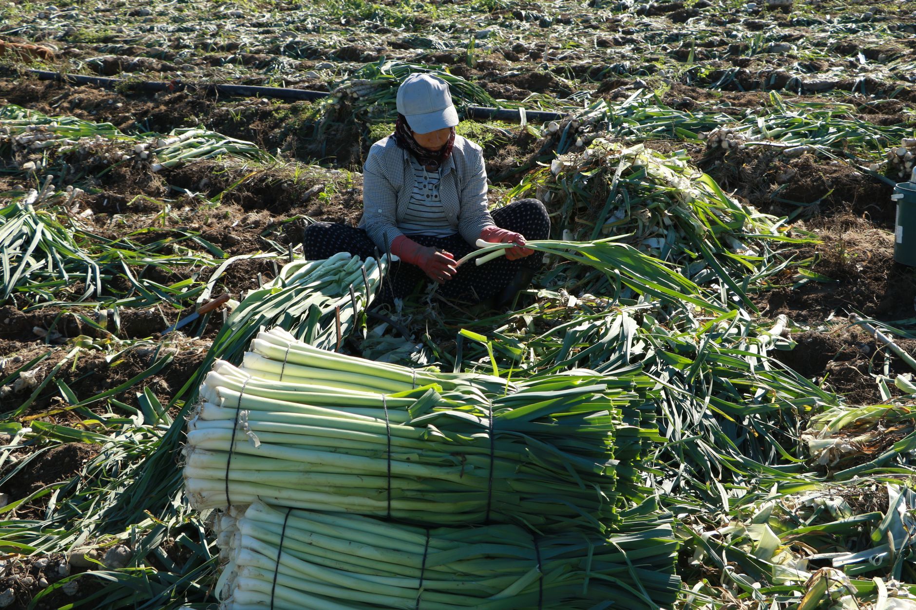 Best leeks to grow uk