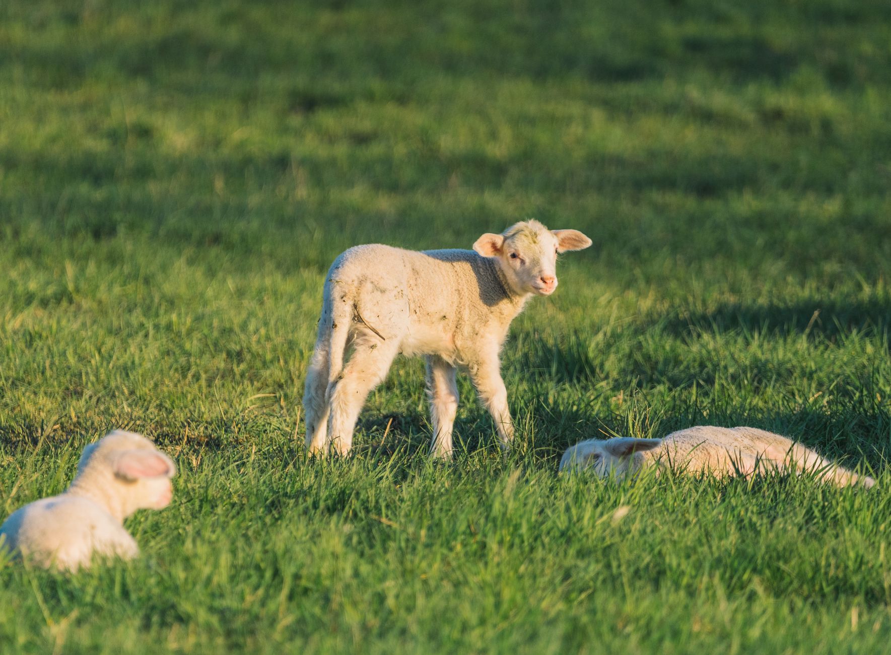 Best livestock for beginners