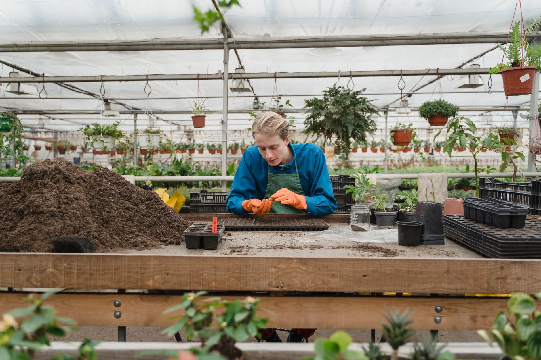 Best plants for greenhouse gardening