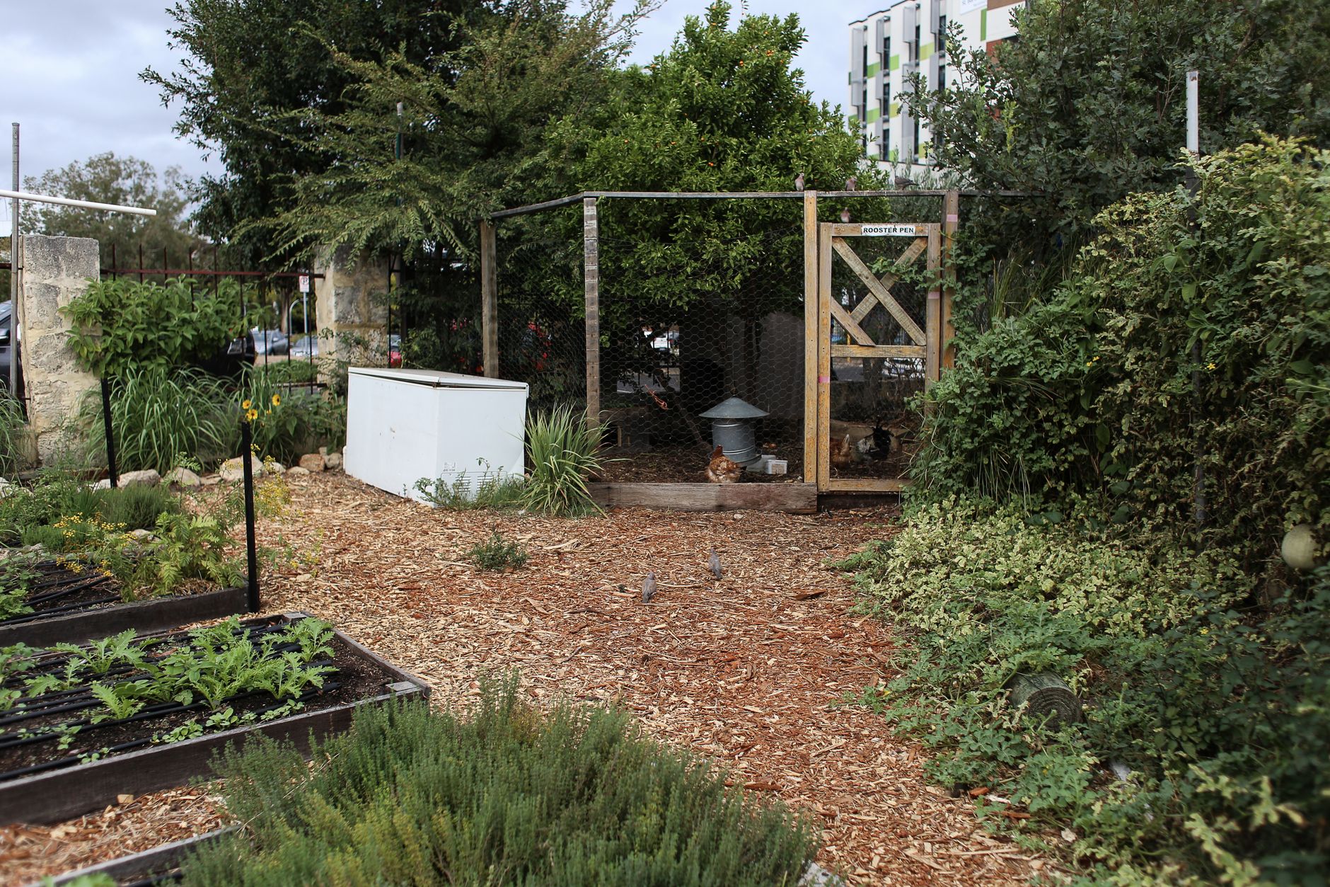 Best plants to grow around chicken coop