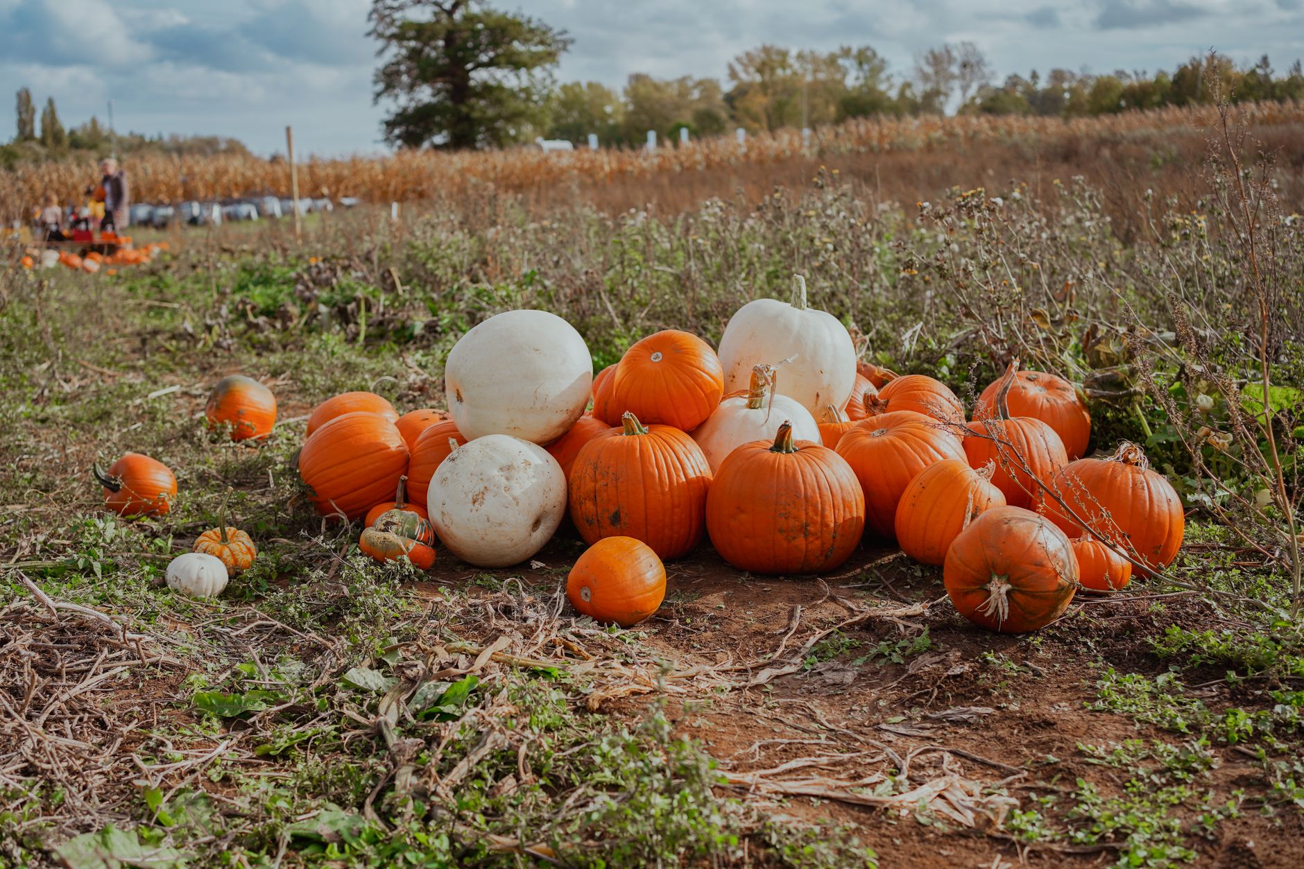 Best pumpkin patch in oregon