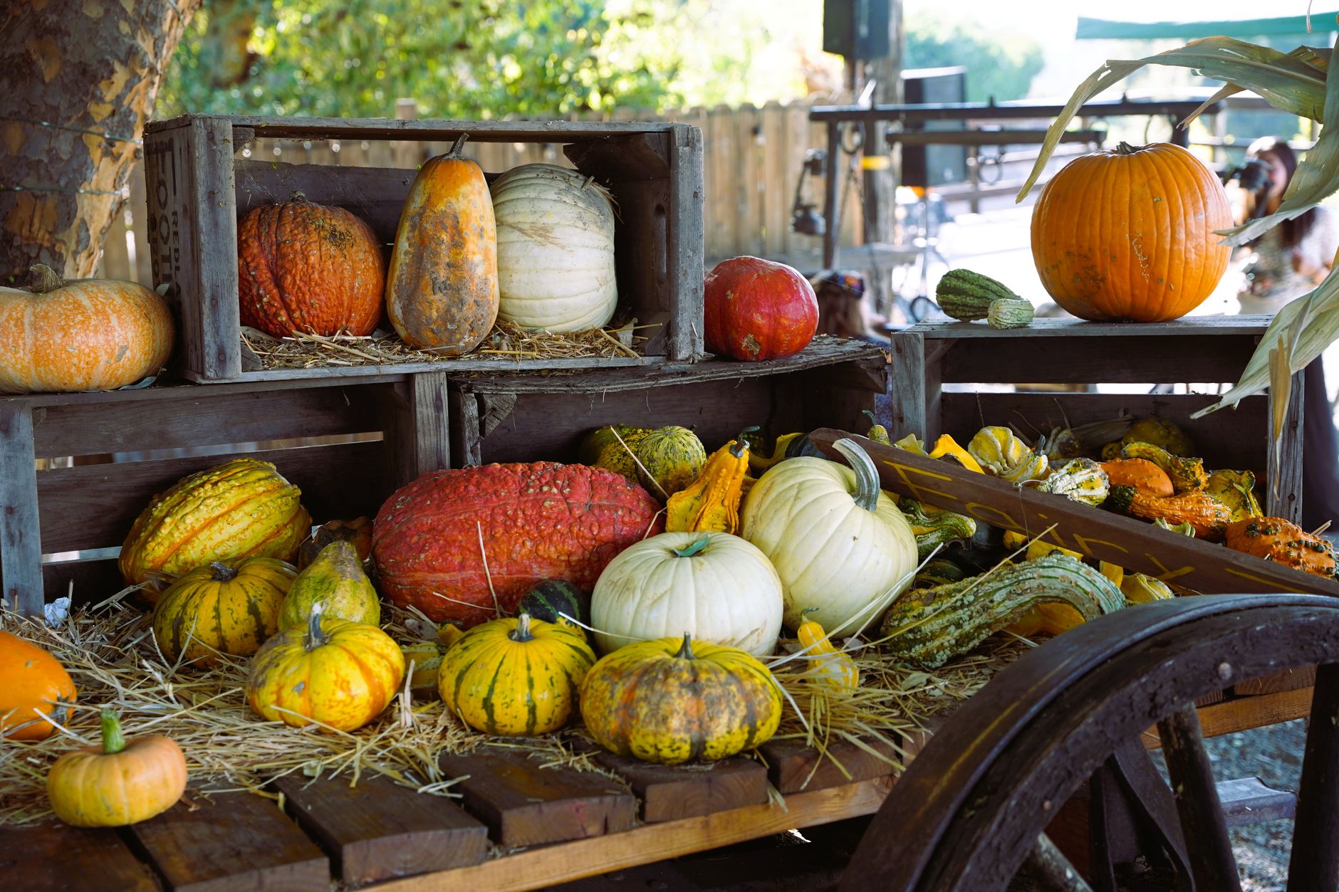Best pumpkin patch in the us