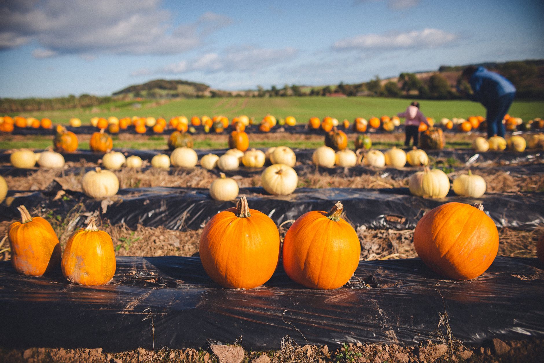 Best pumpkin patch uk