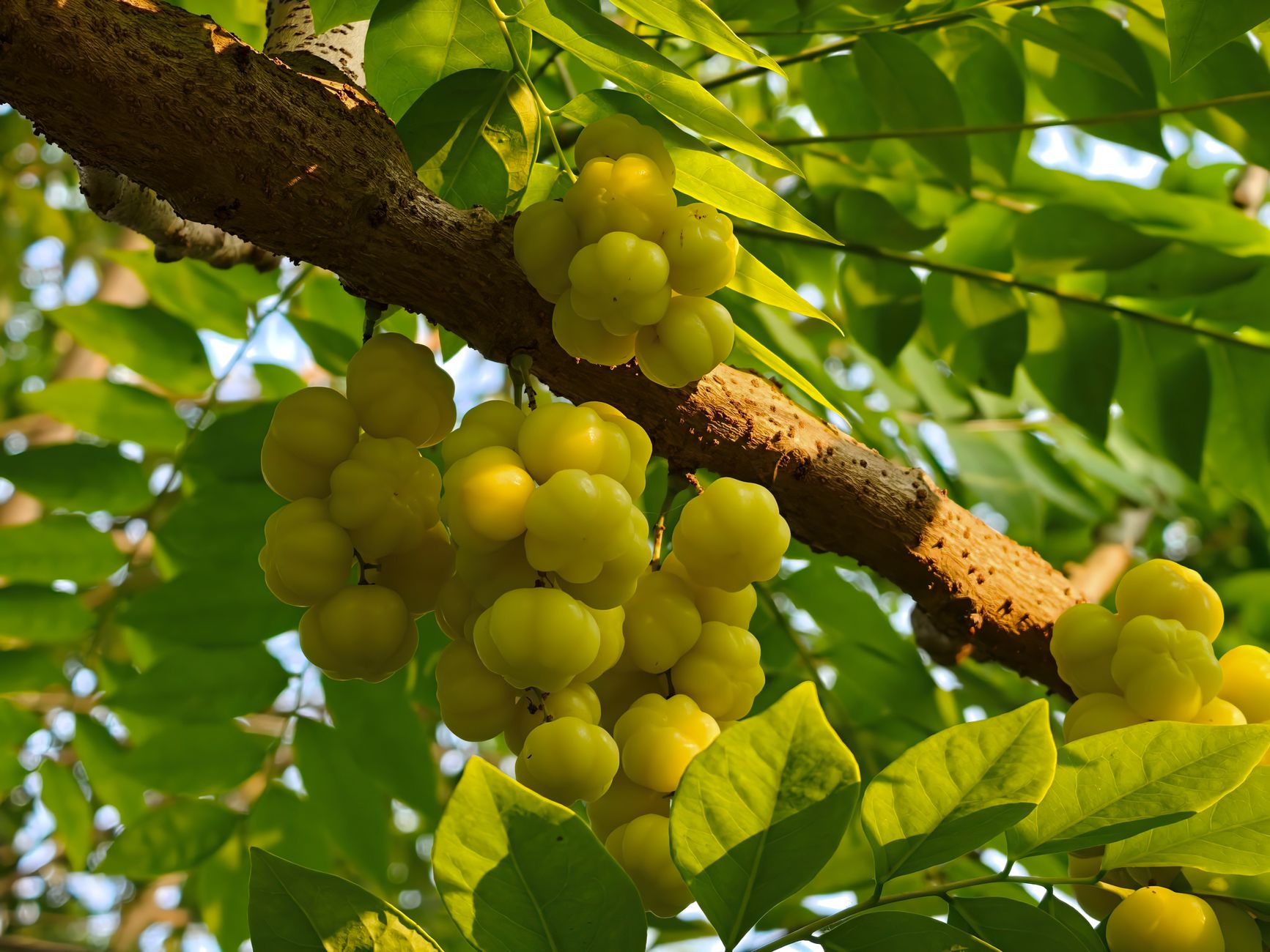 Best soil for gooseberries