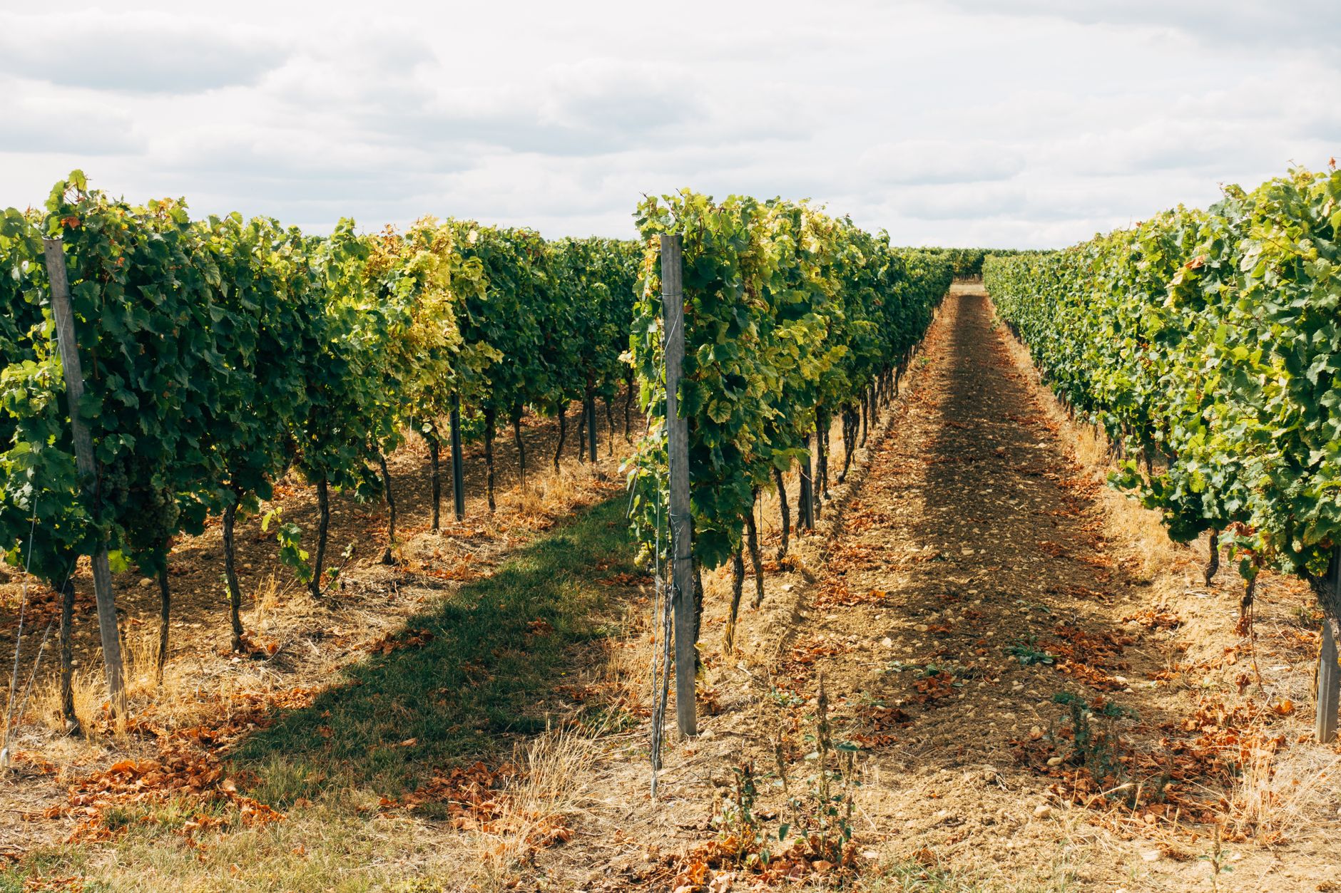 Best soil for growing grapes